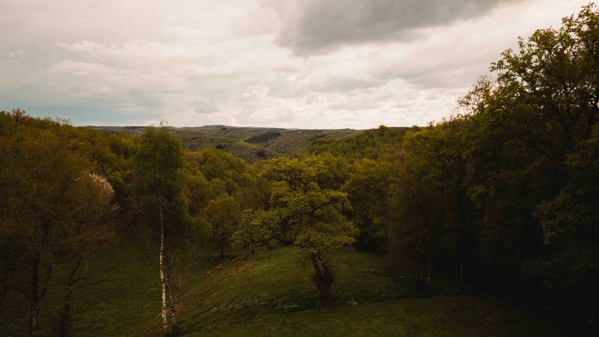 Forêt à vendre pour investissement forestier