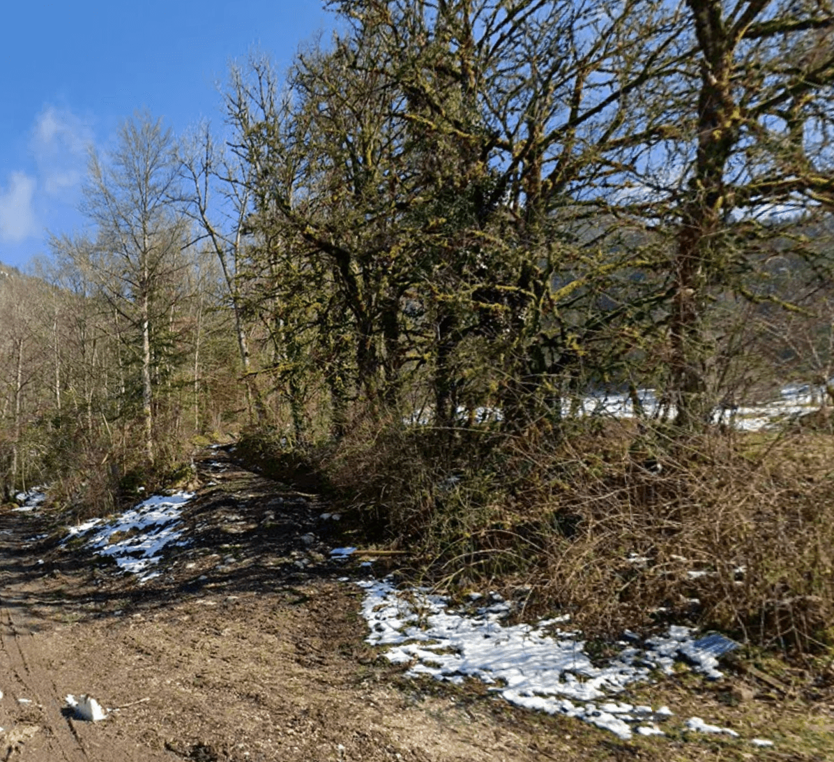 Forêt - 0.1 ha - La Motte-en-Bauges