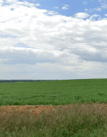 Terres agricoles - 0.8 ha - Noyelles-sous-Bellonne