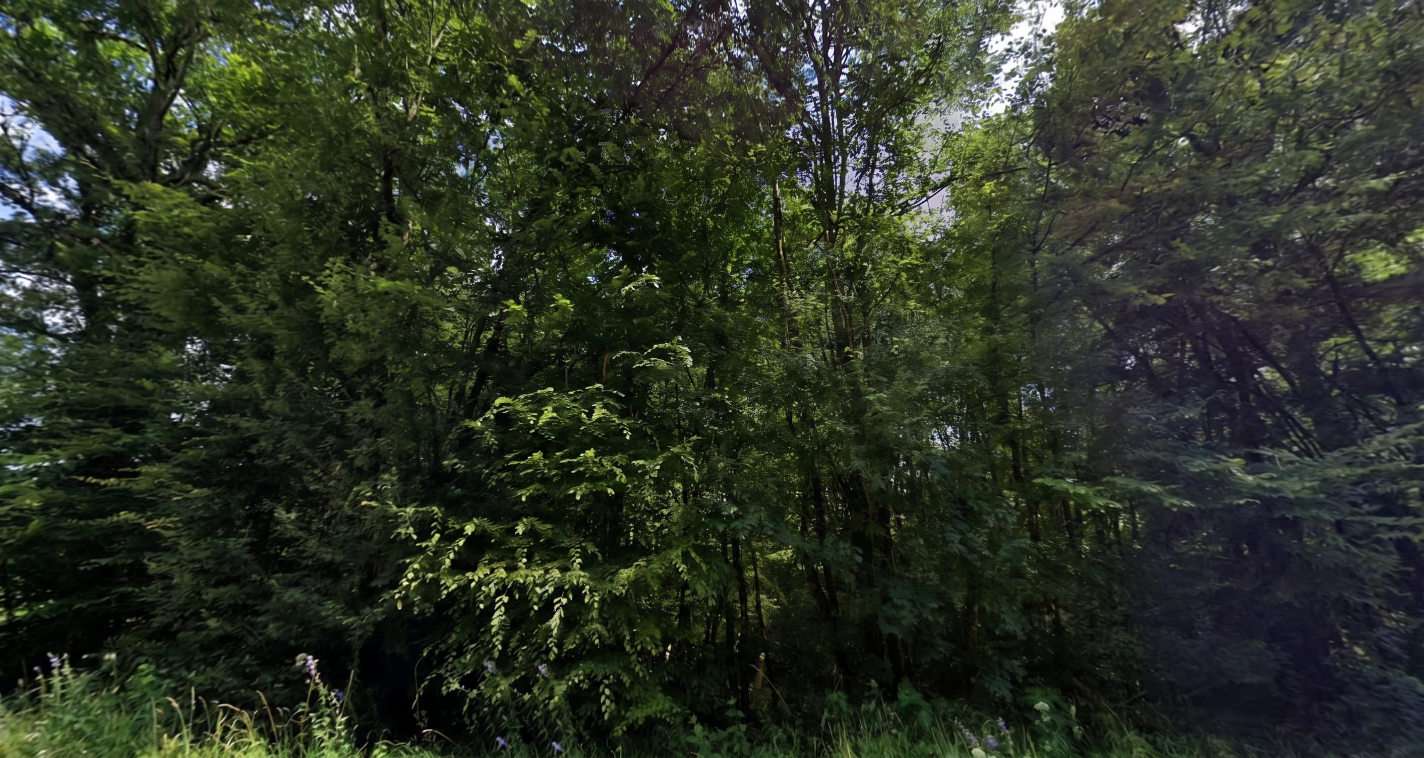 Forêt - 0.3 ha - Isches - Image 2