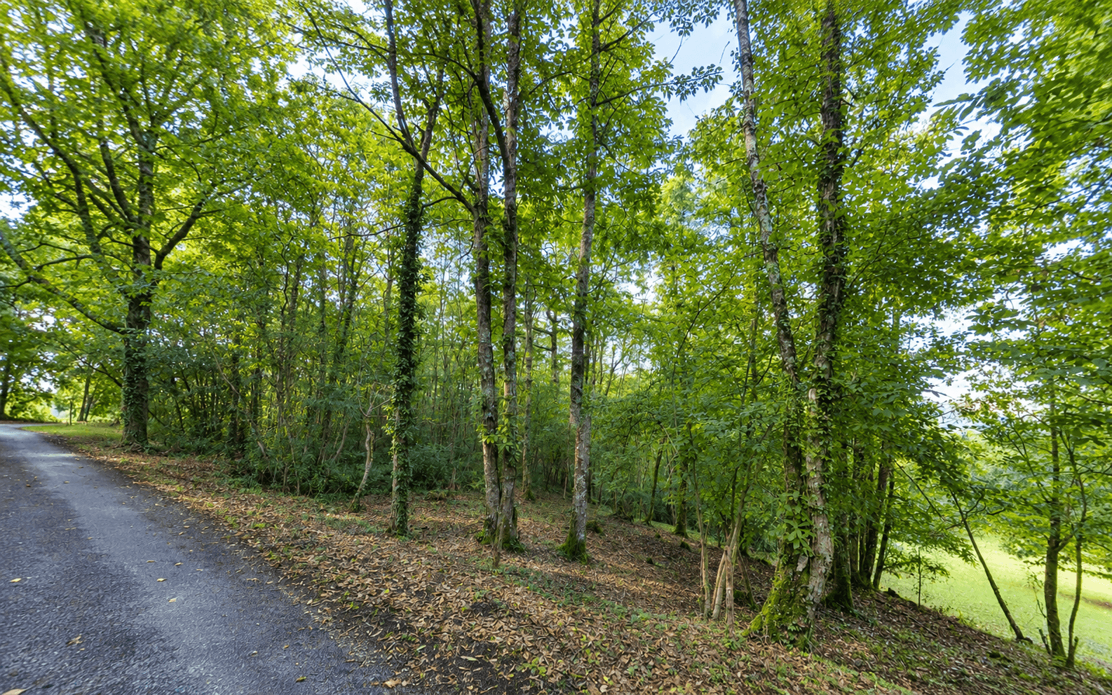Forêt - 2.9 ha - Pays de Belvès