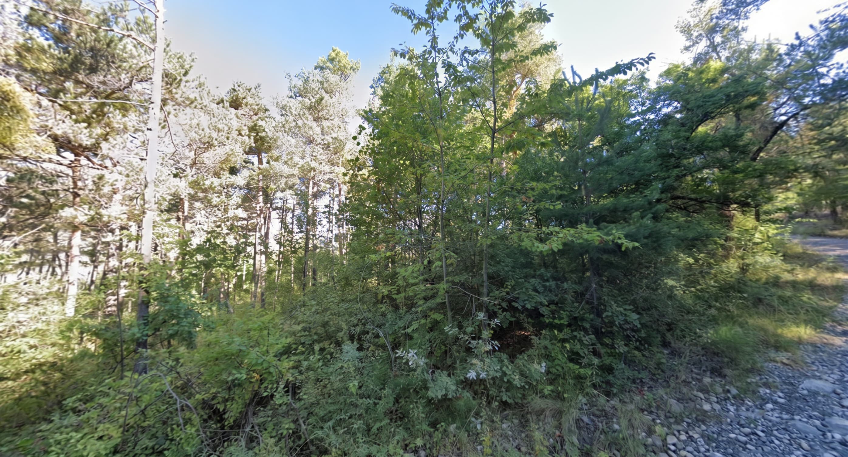 Forêt - 0.4 ha - La Pinée - Image 2