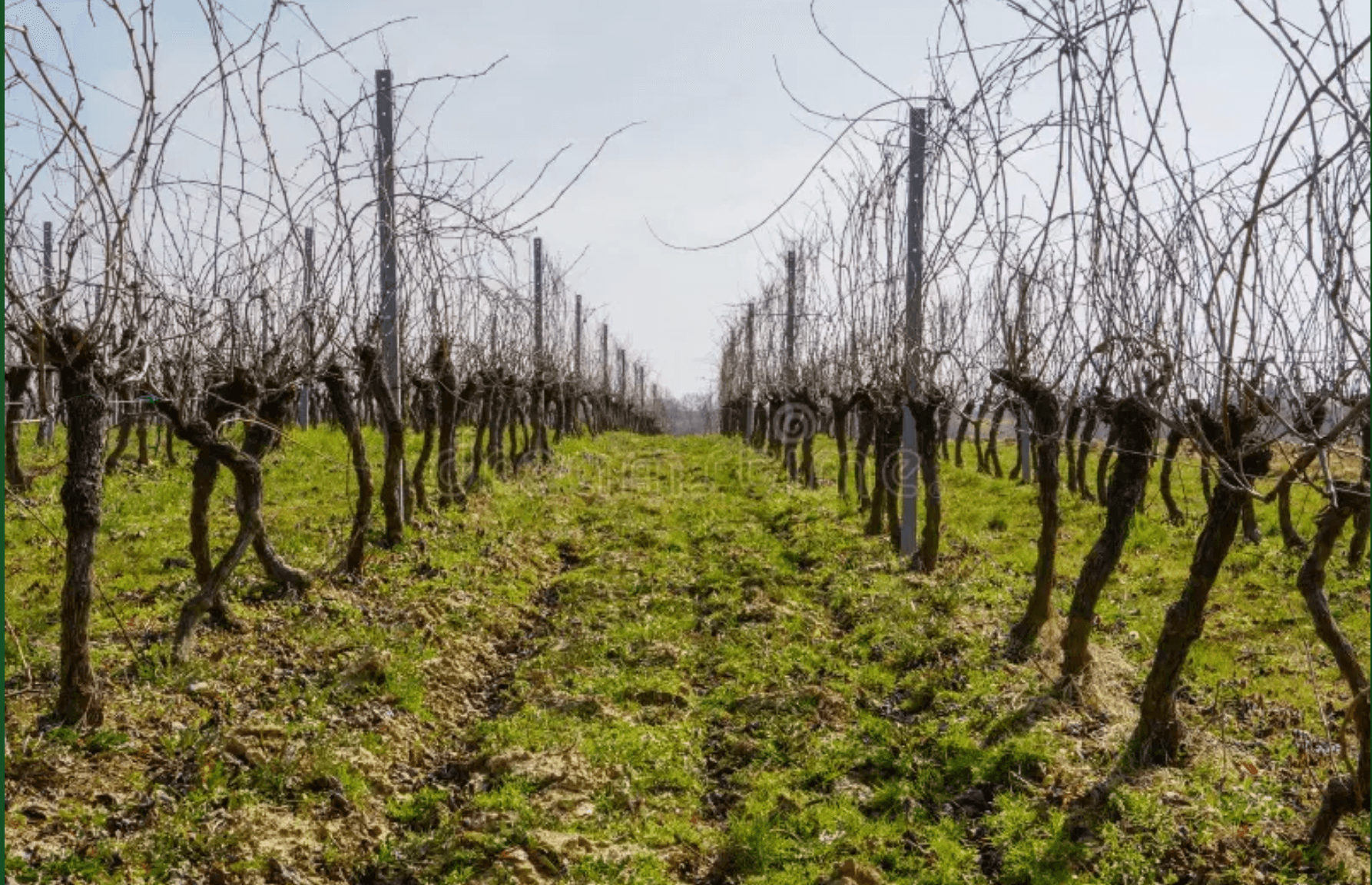 Terres agricoles - 5.5 ha - Beautiran