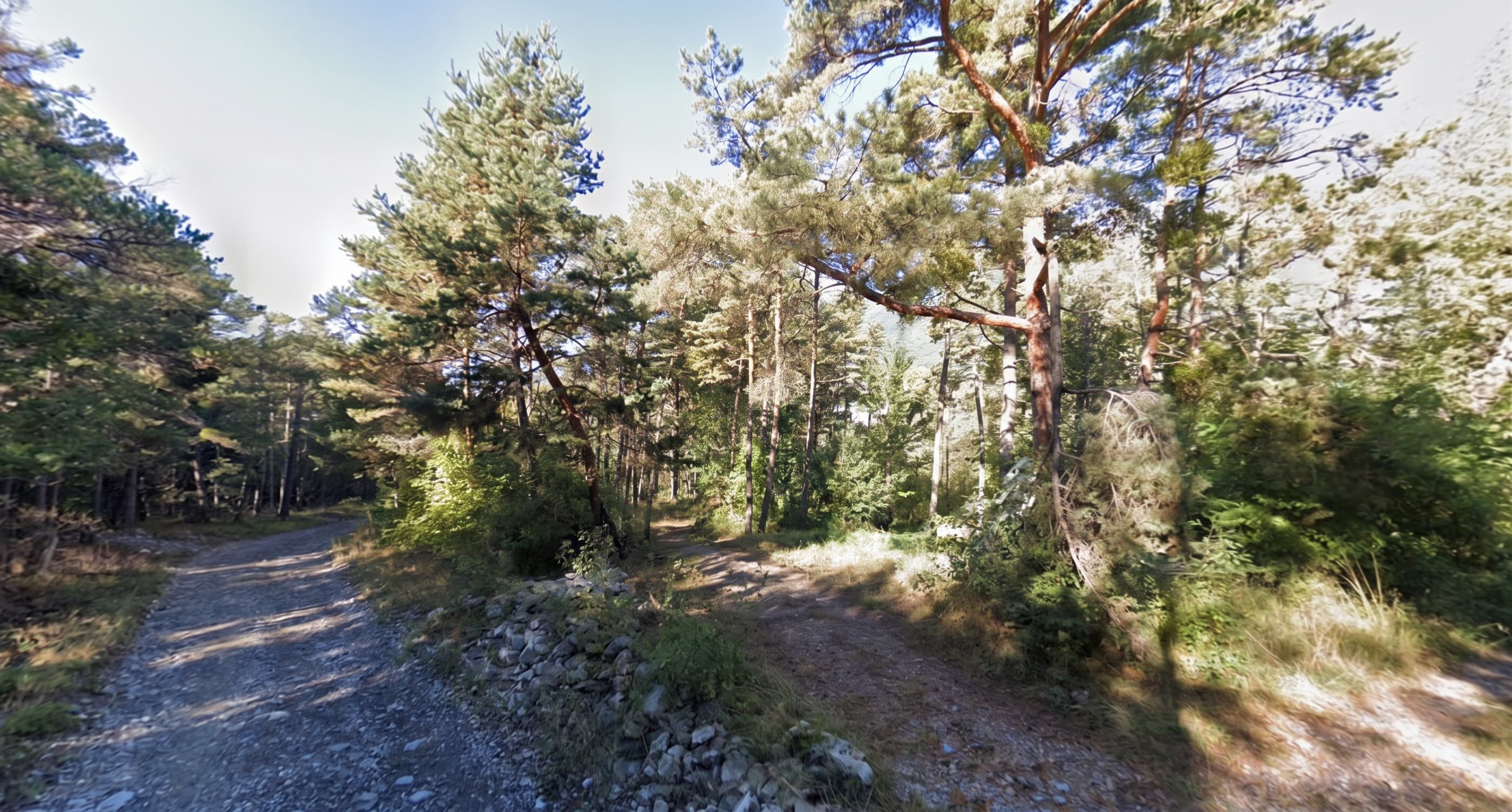 Forêt - 0.4 ha - La Pinée