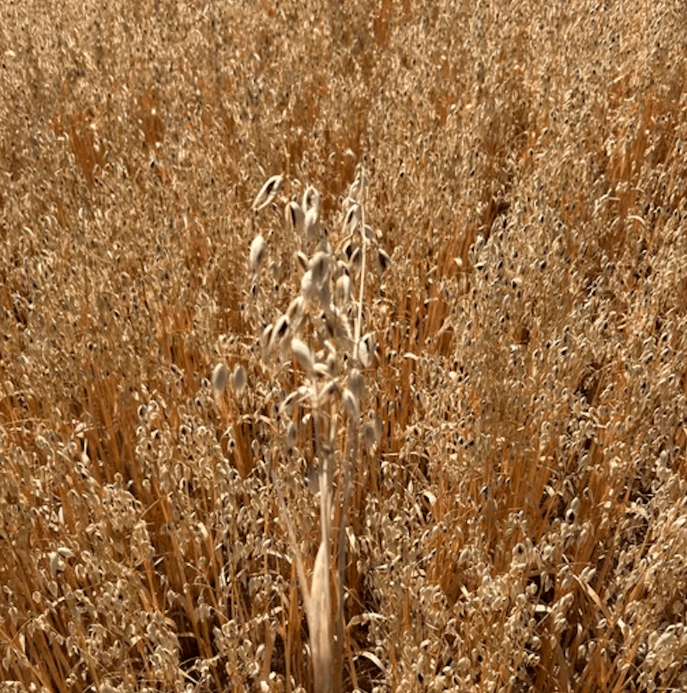 Grains et céréales - Fontanières