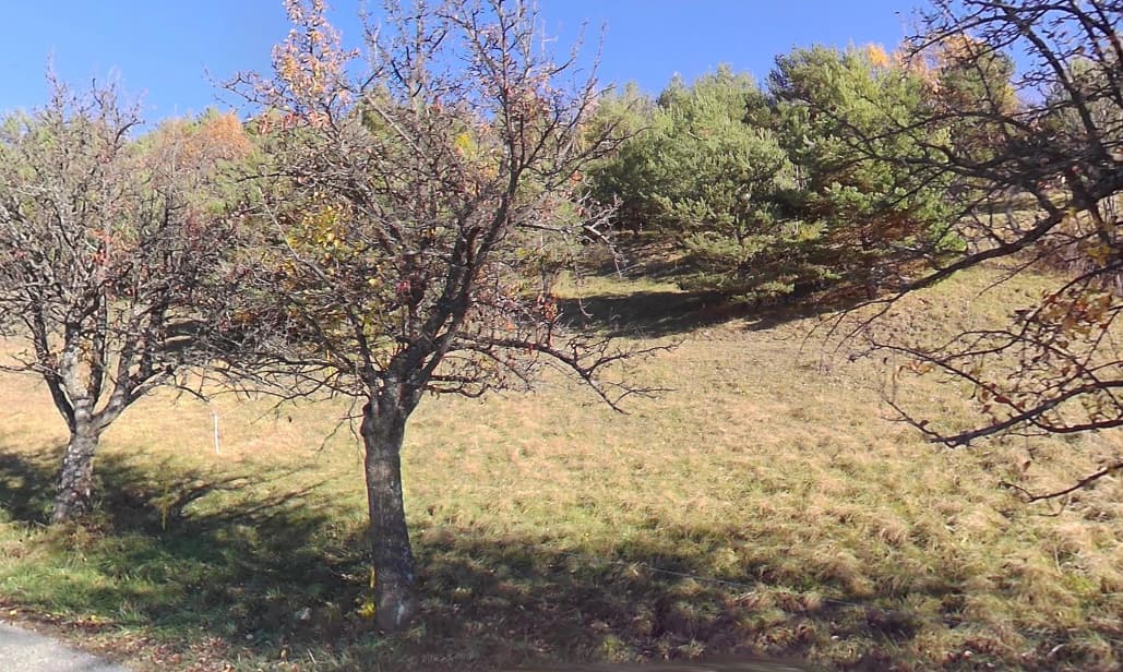 Forêt - 0.7 ha - Saint-André-d'Embrun
