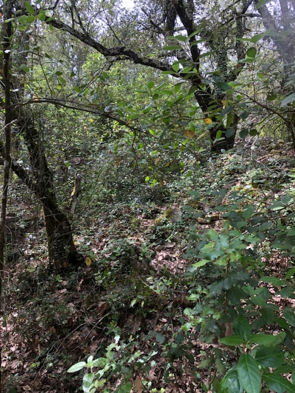 Terres agricoles - 1.7 ha - Carcès - Image 3