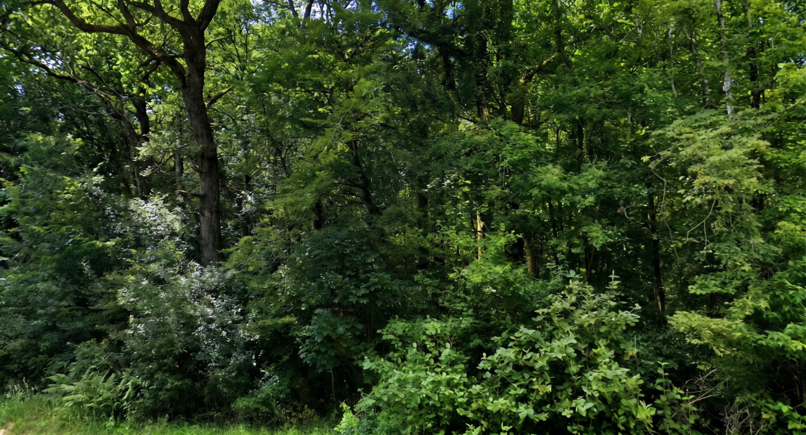 Forêt - 0.3 ha - Isches