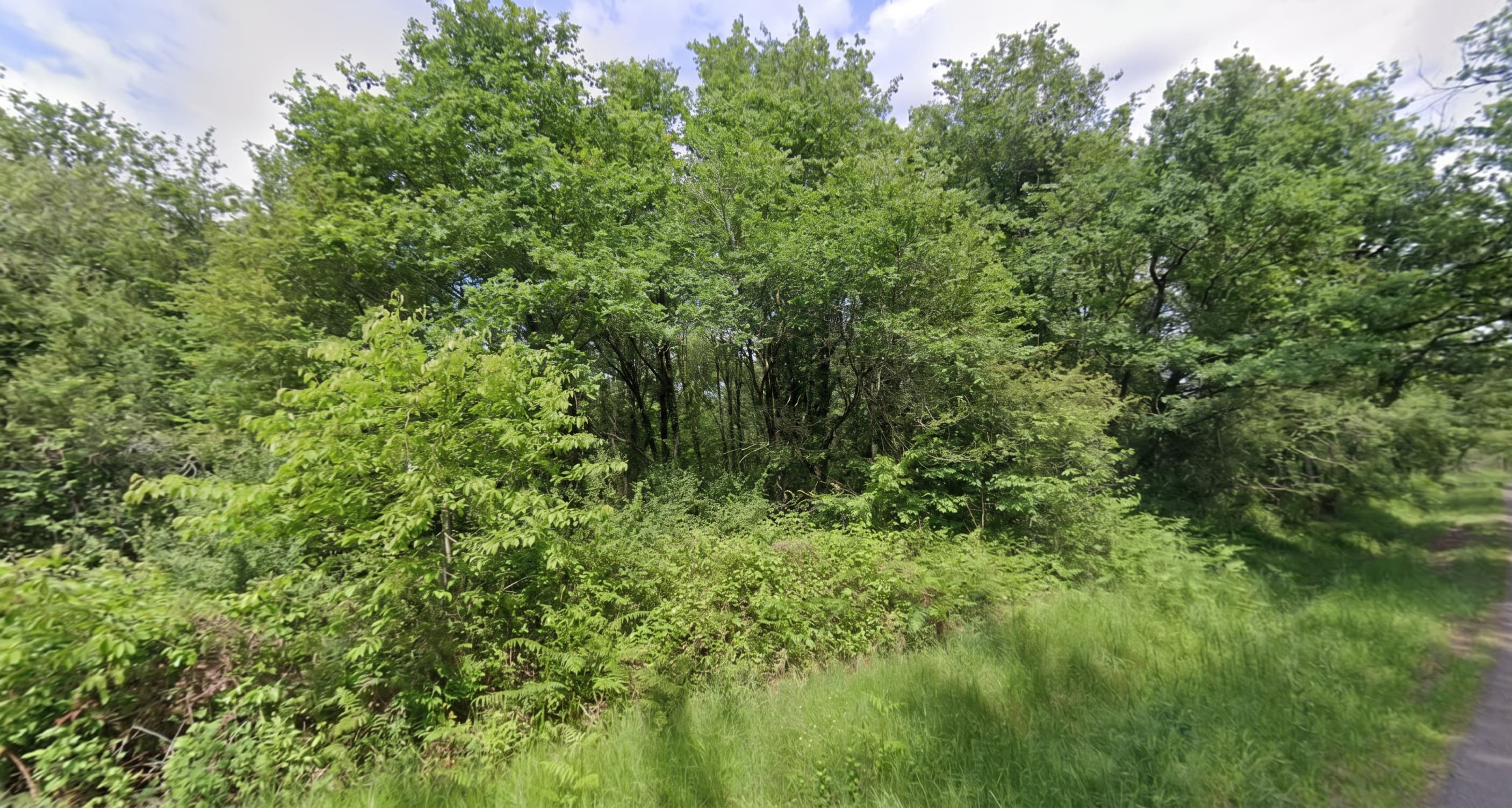 Forêt - 46.5 ha - Chamadelle - Image 3