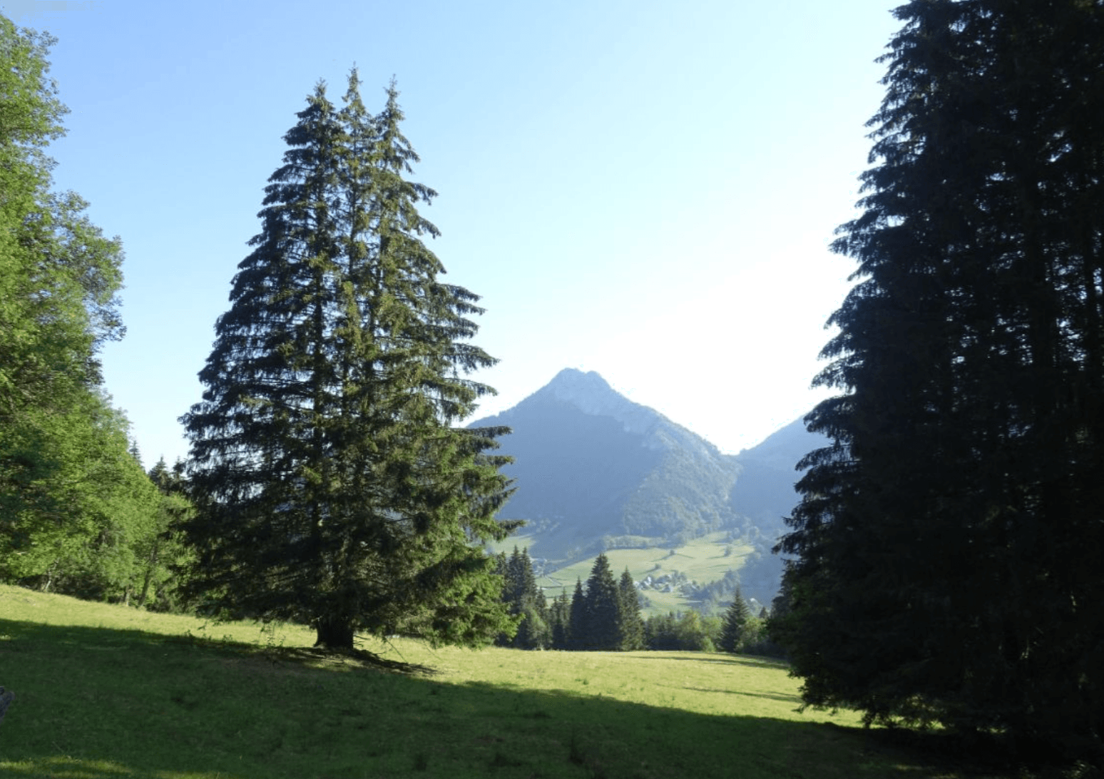 Forêt - 0.7 ha - La Motte-en-Bauges