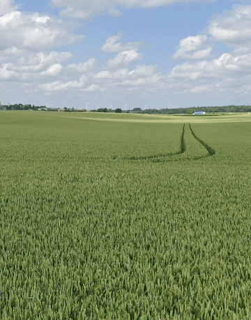 Terres agricoles - 0.5 ha - Caudry