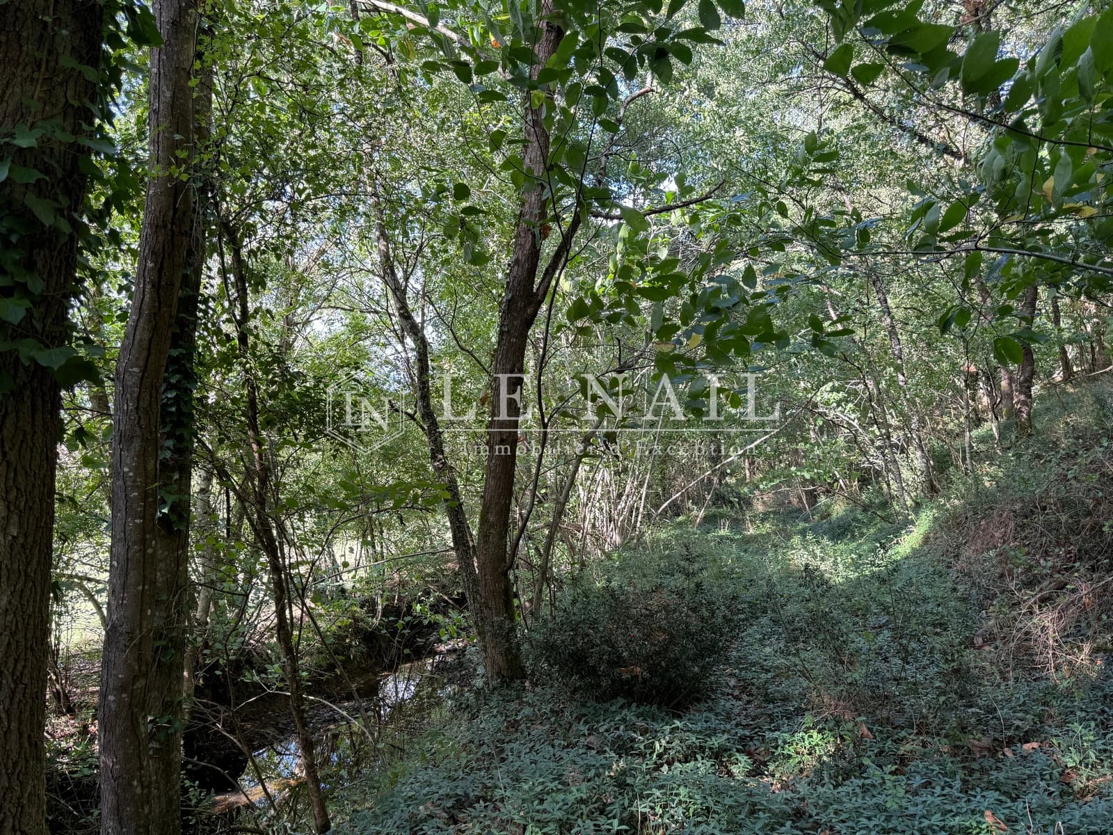 Forêt - 26.5 ha - Château-Gontier-sur-Mayenne - Image 5