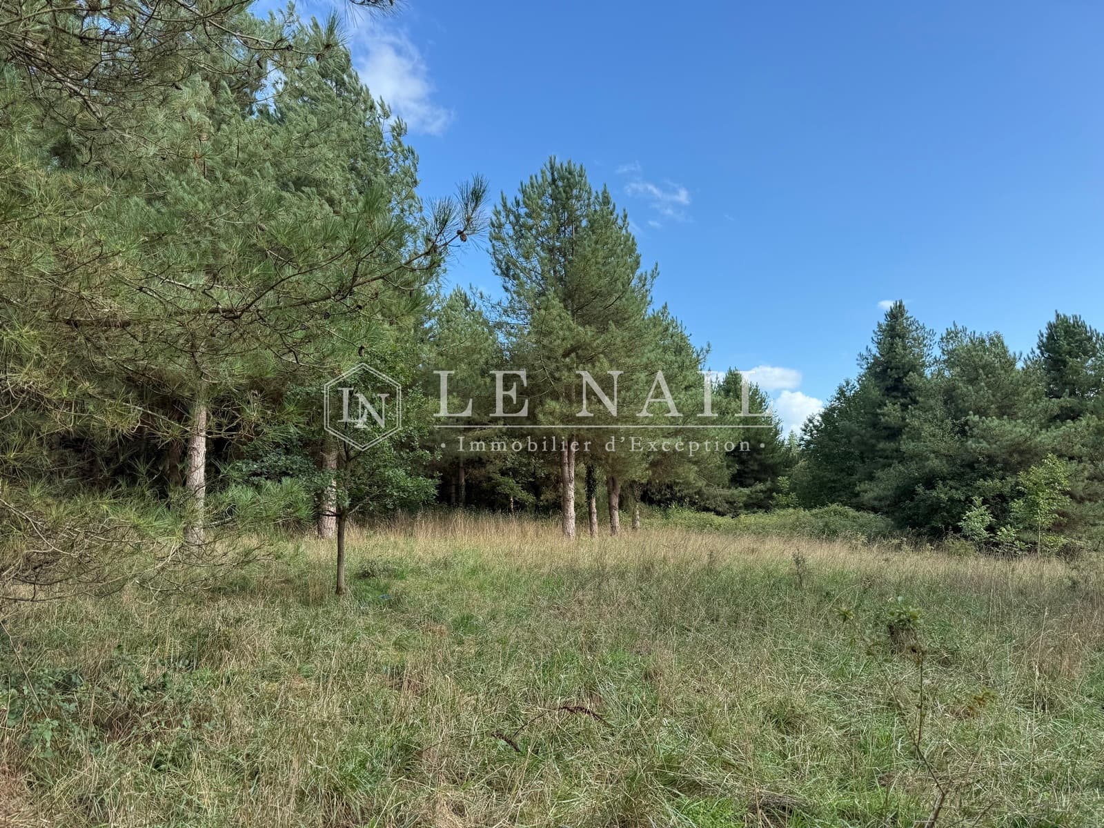 Forêt - 26.5 ha - Château-Gontier-sur-Mayenne - Image 4