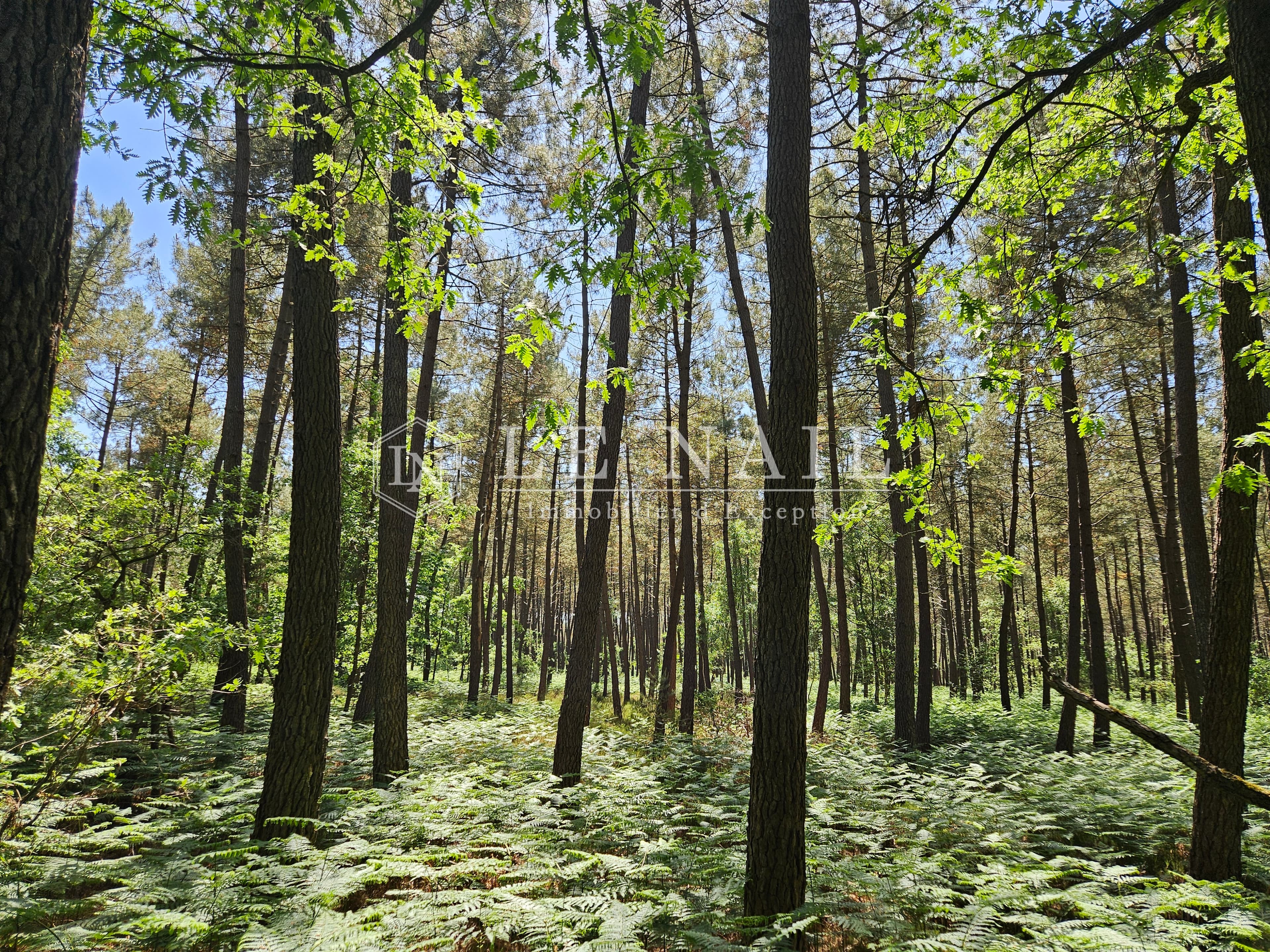 Forêt - 20.0 ha - Courcelles-la-Forêt