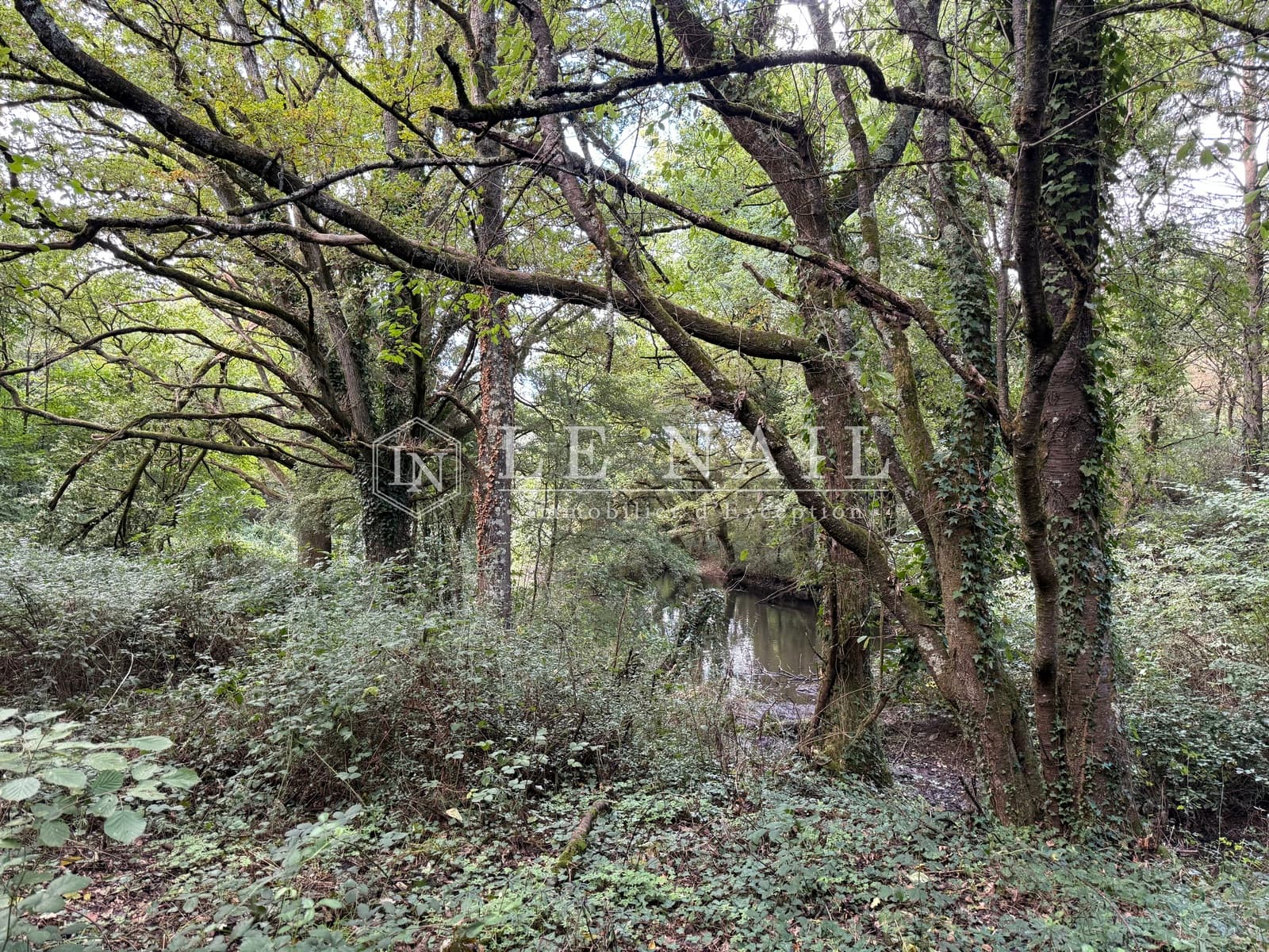 Forêt - 26.5 ha - Château-Gontier-sur-Mayenne - Image 3