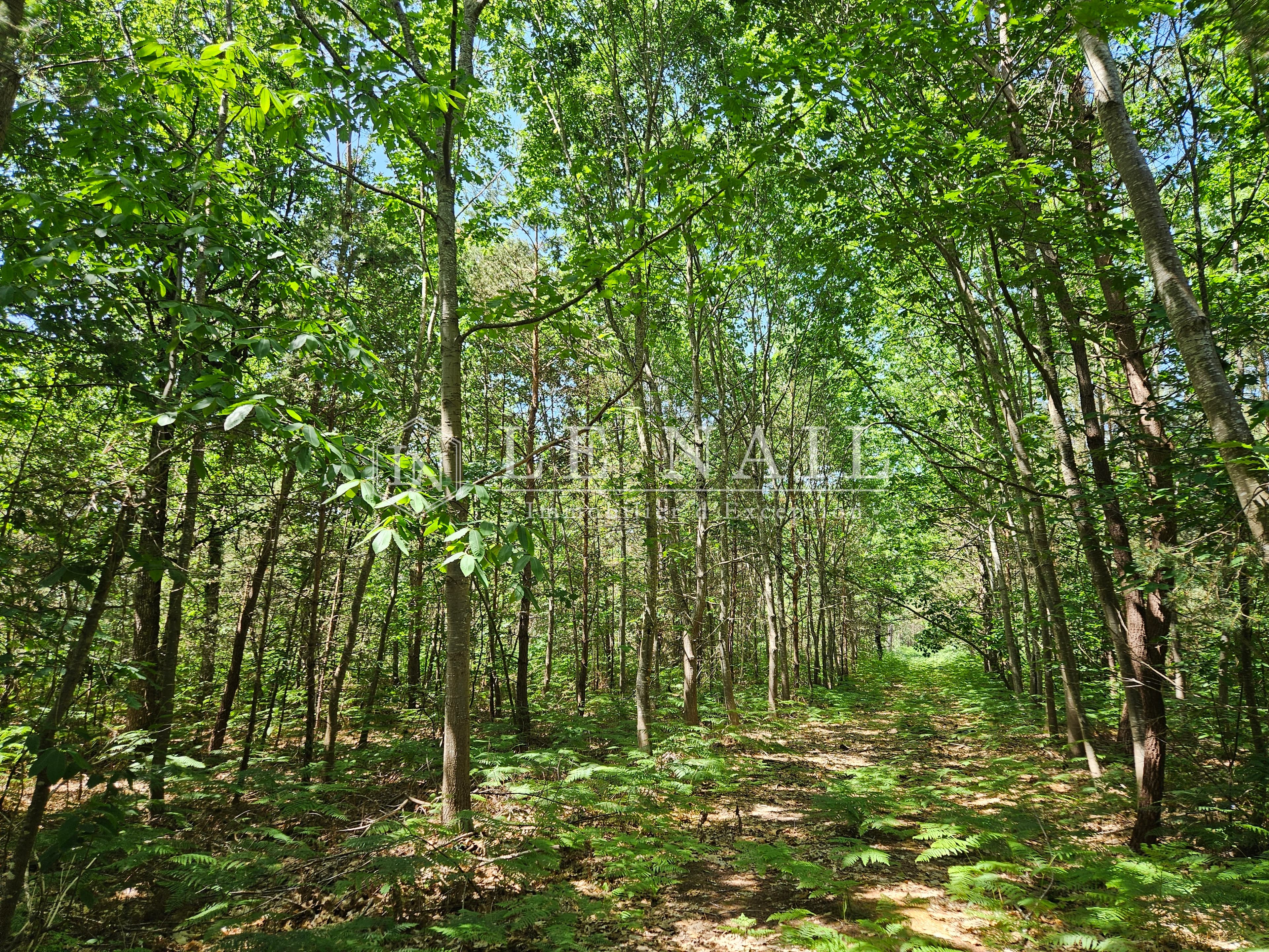 Forêt - 20.0 ha - Courcelles-la-Forêt - Image 2