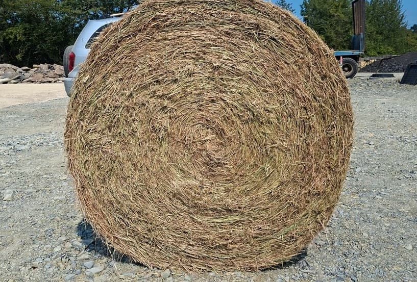 Foin BIO 2026 sous hangar en balles rondes 1,50m (~350kg) – Analyses dispo