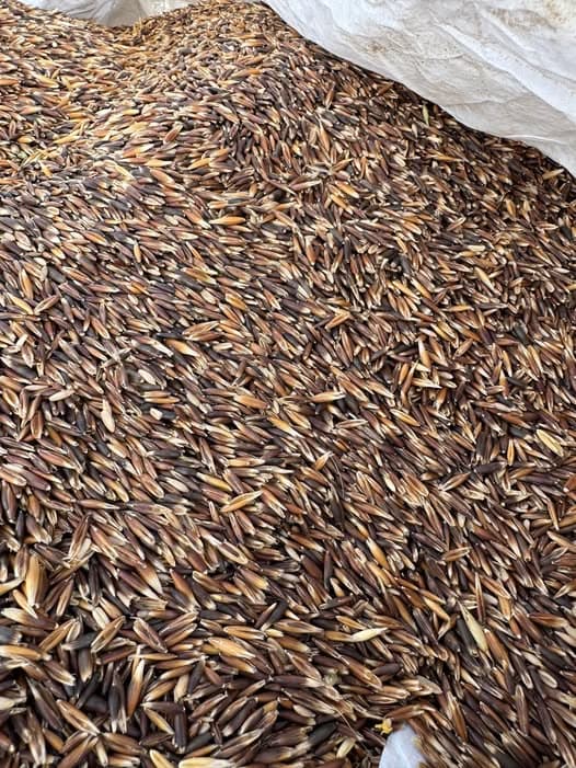 Grains et céréales - La Croixille