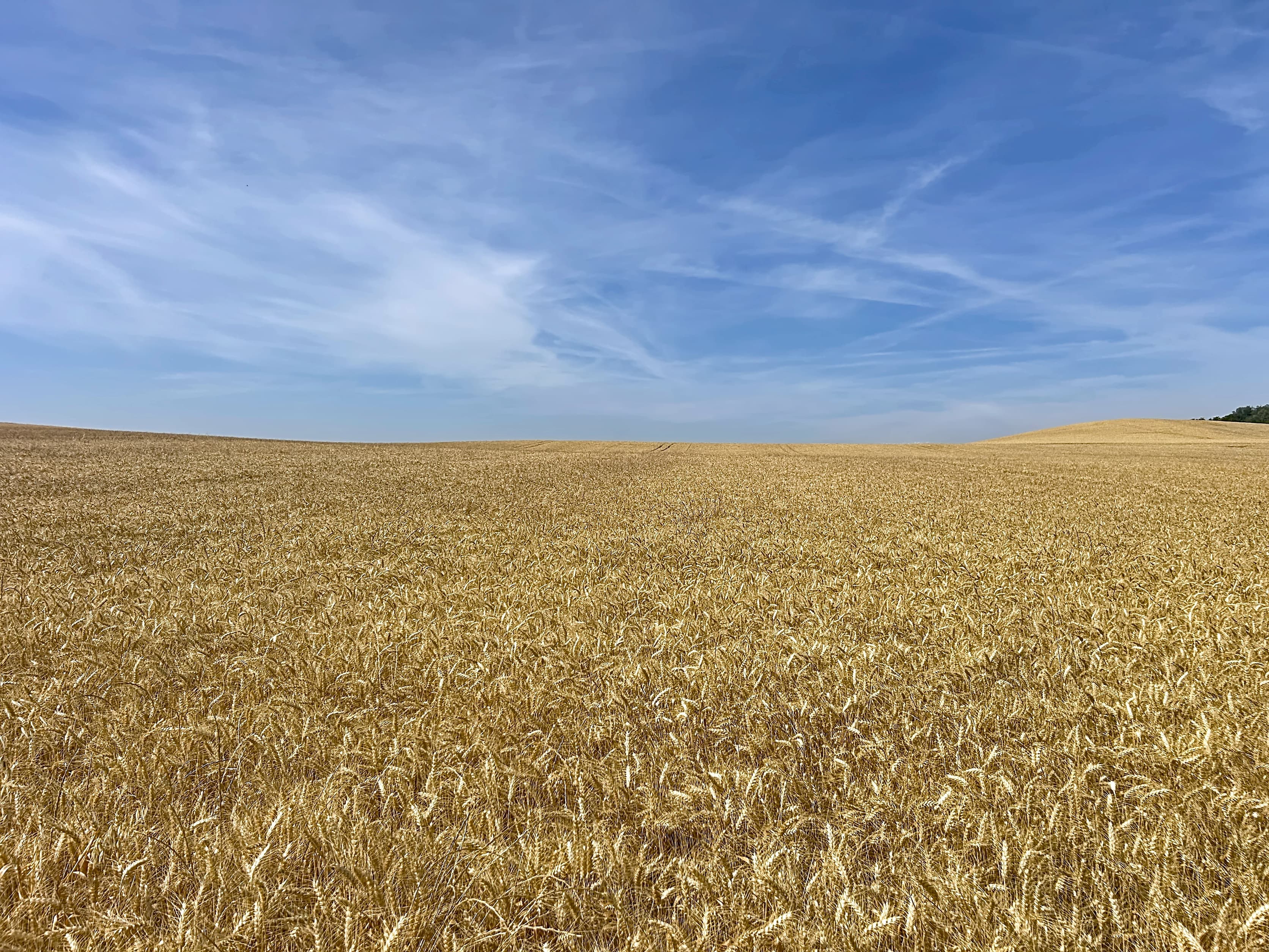 Terres agricoles - 62.0 ha - Belpech · 62 DPB inclus - Image 2