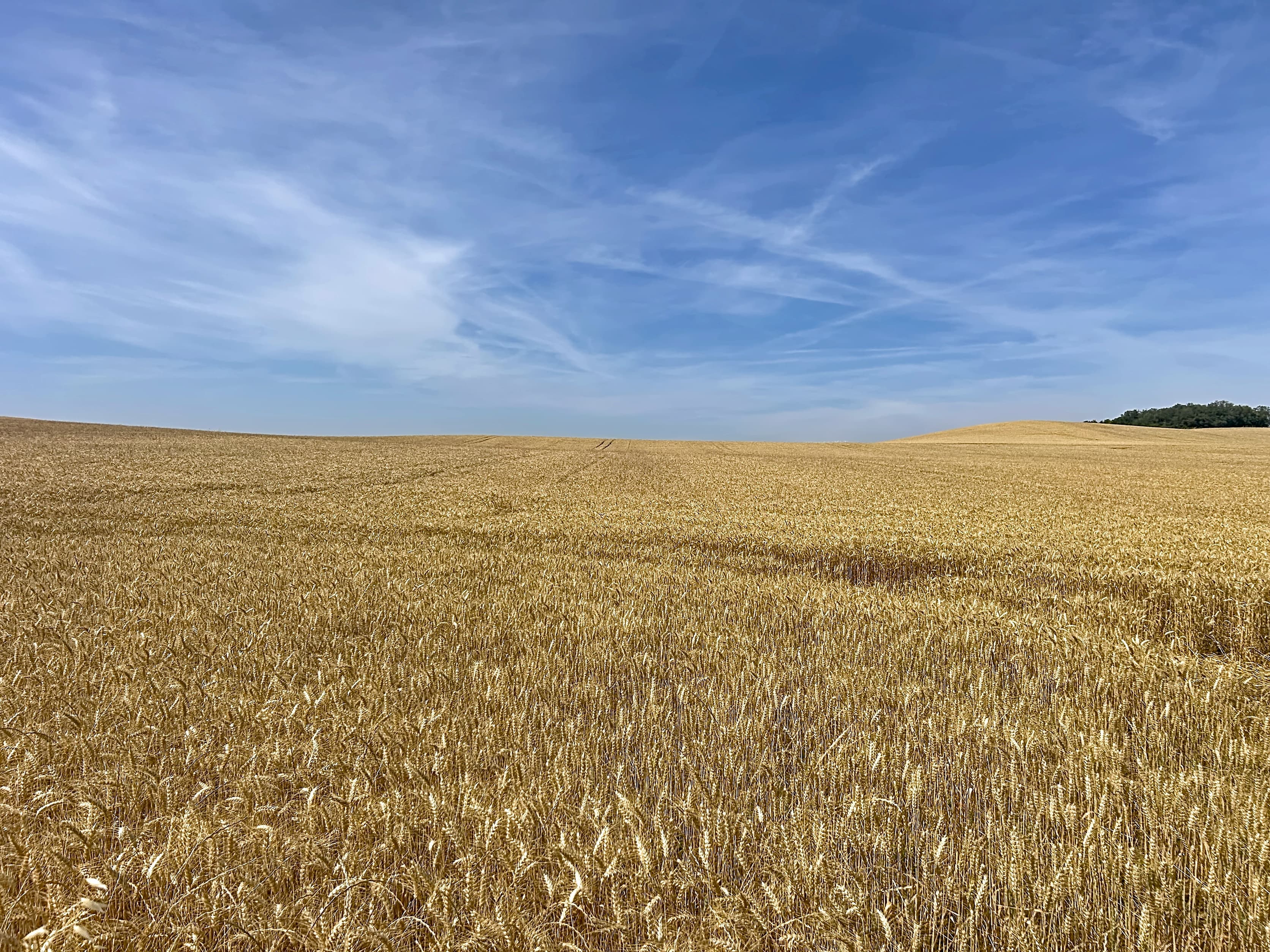Terres agricoles - 62.0 ha - Belpech · 62 DPB inclus - Image 3