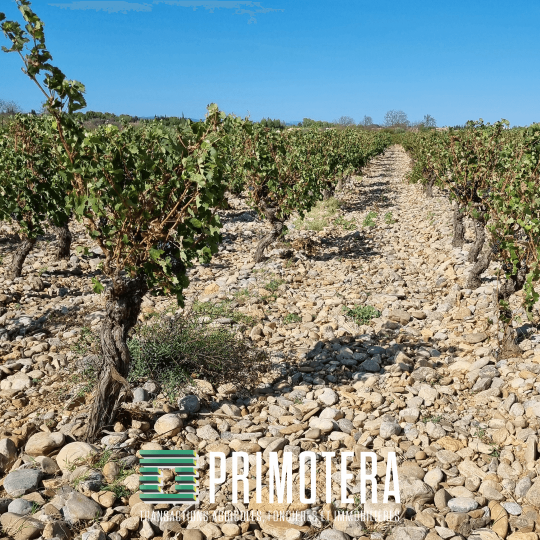 Terres agricoles - 16.5 ha - Avenue Saint-Marc