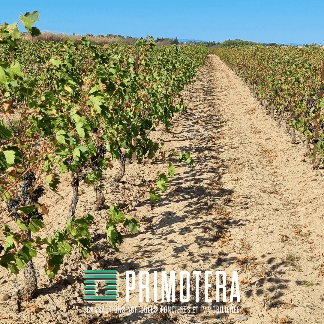 Terres agricoles - 16.5 ha - Avenue Saint-Marc - Image 2