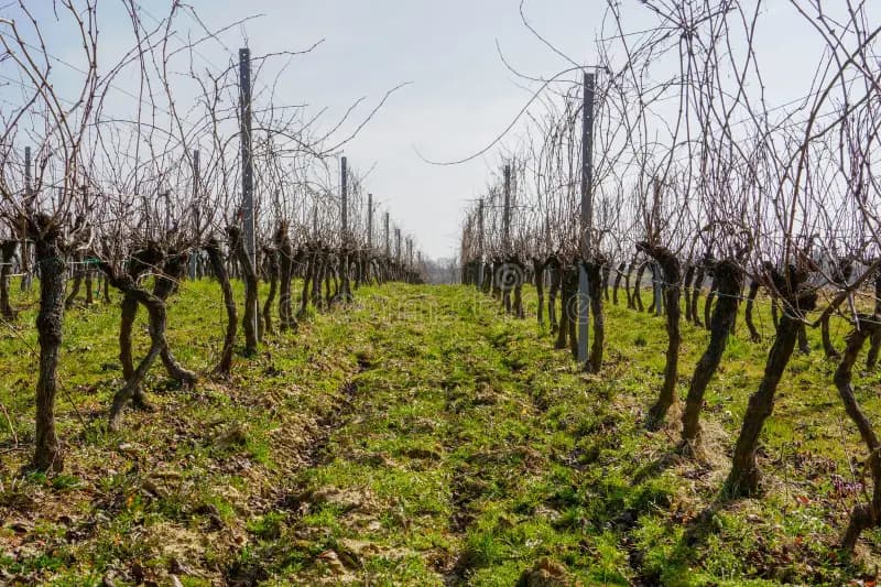 Terres agricoles - 5.1 ha - Route des Landes