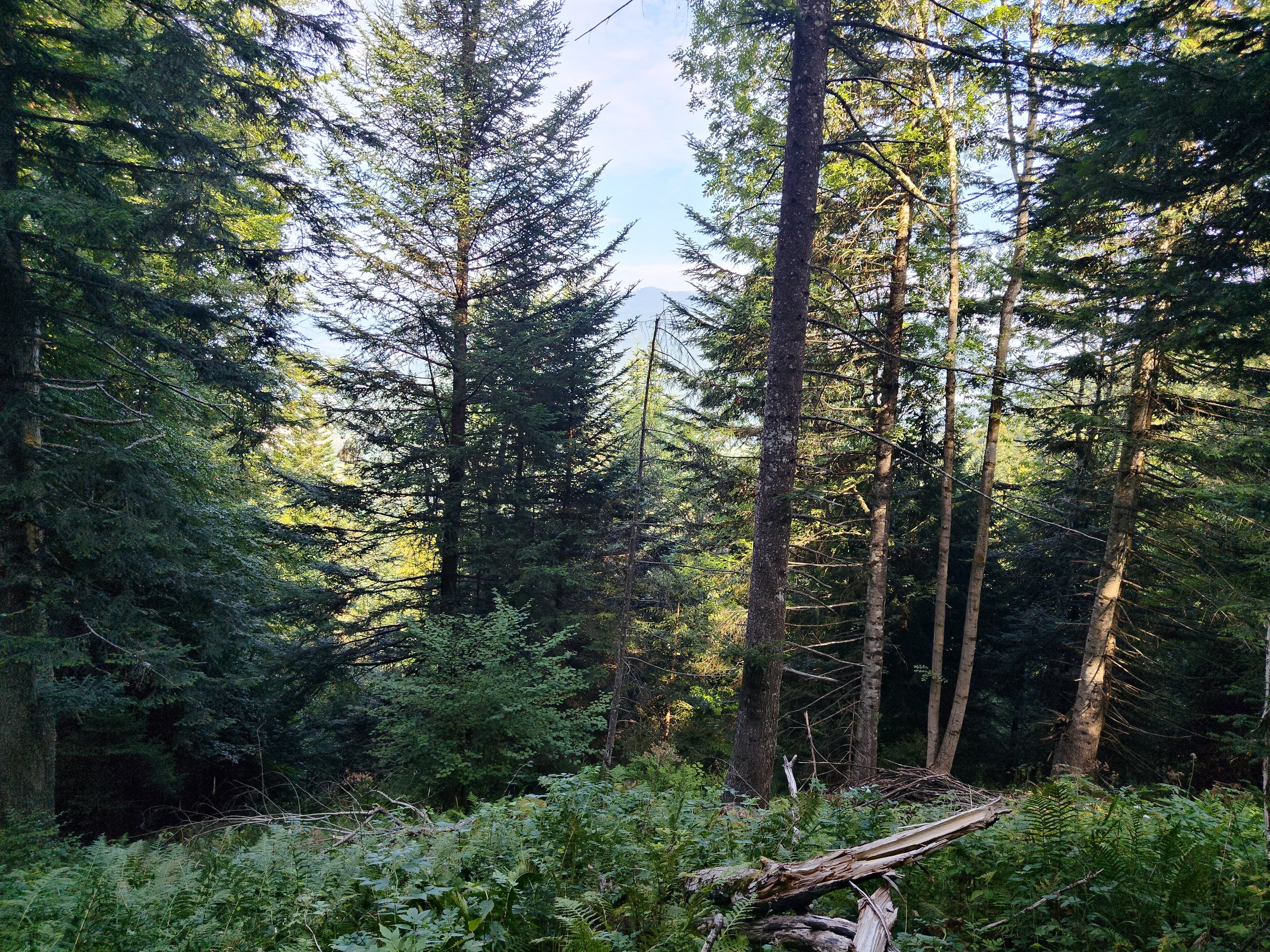 Forêt - 0.7 ha - La Motte-en-Bauges - Image 3