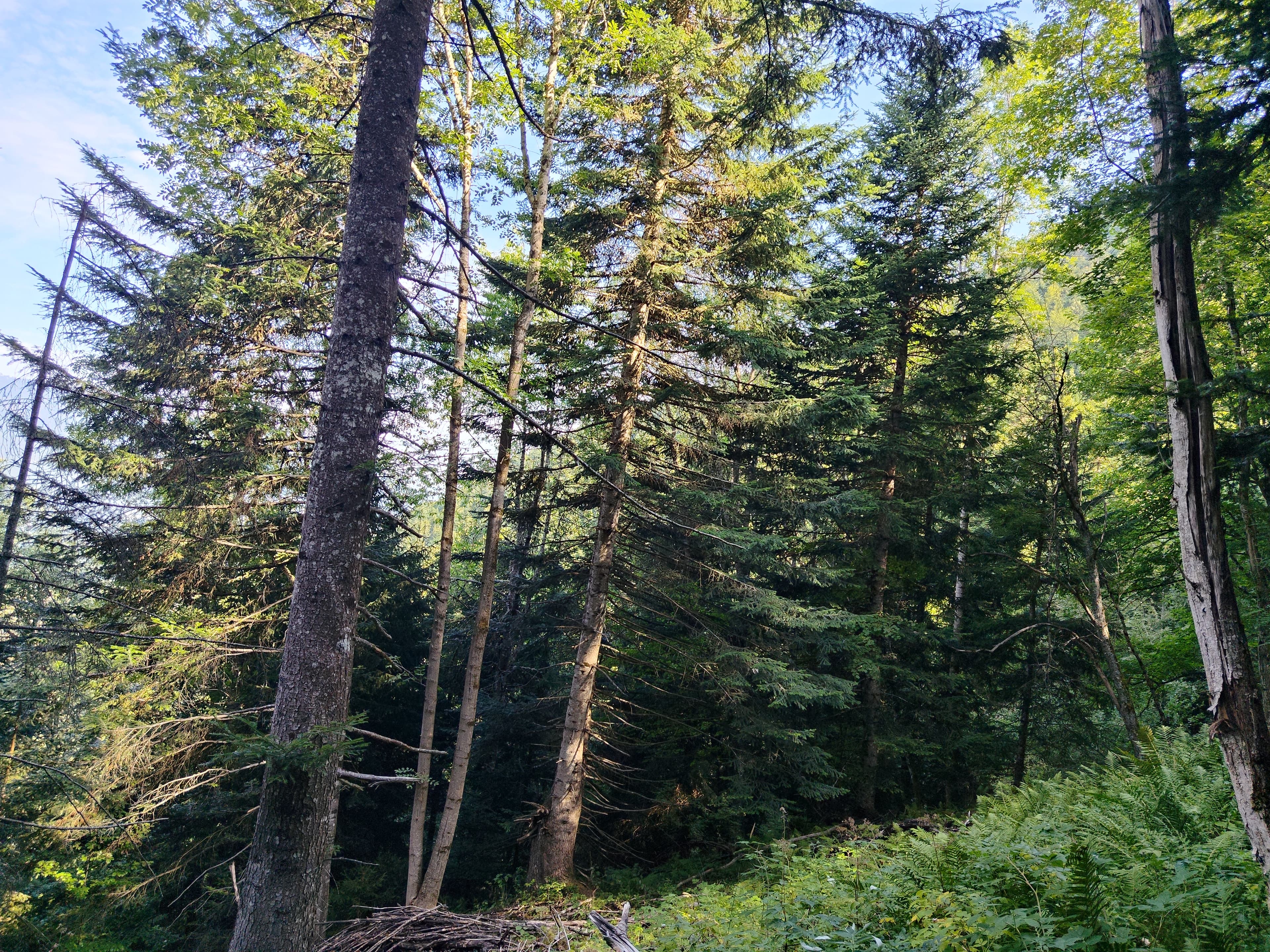 Forêt - 0.7 ha - La Motte-en-Bauges