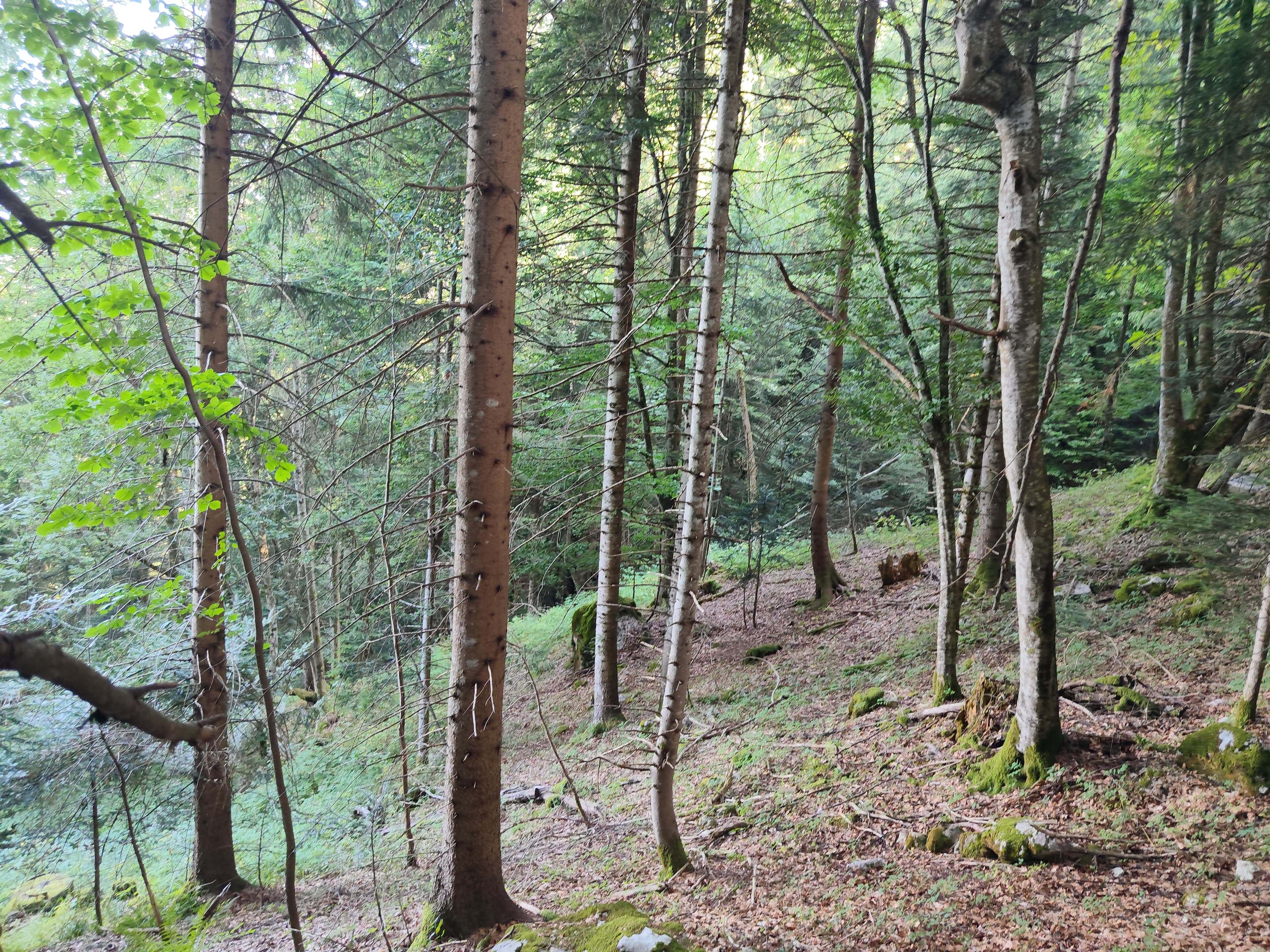 Forêt - 0.1 ha - La Motte-en-Bauges