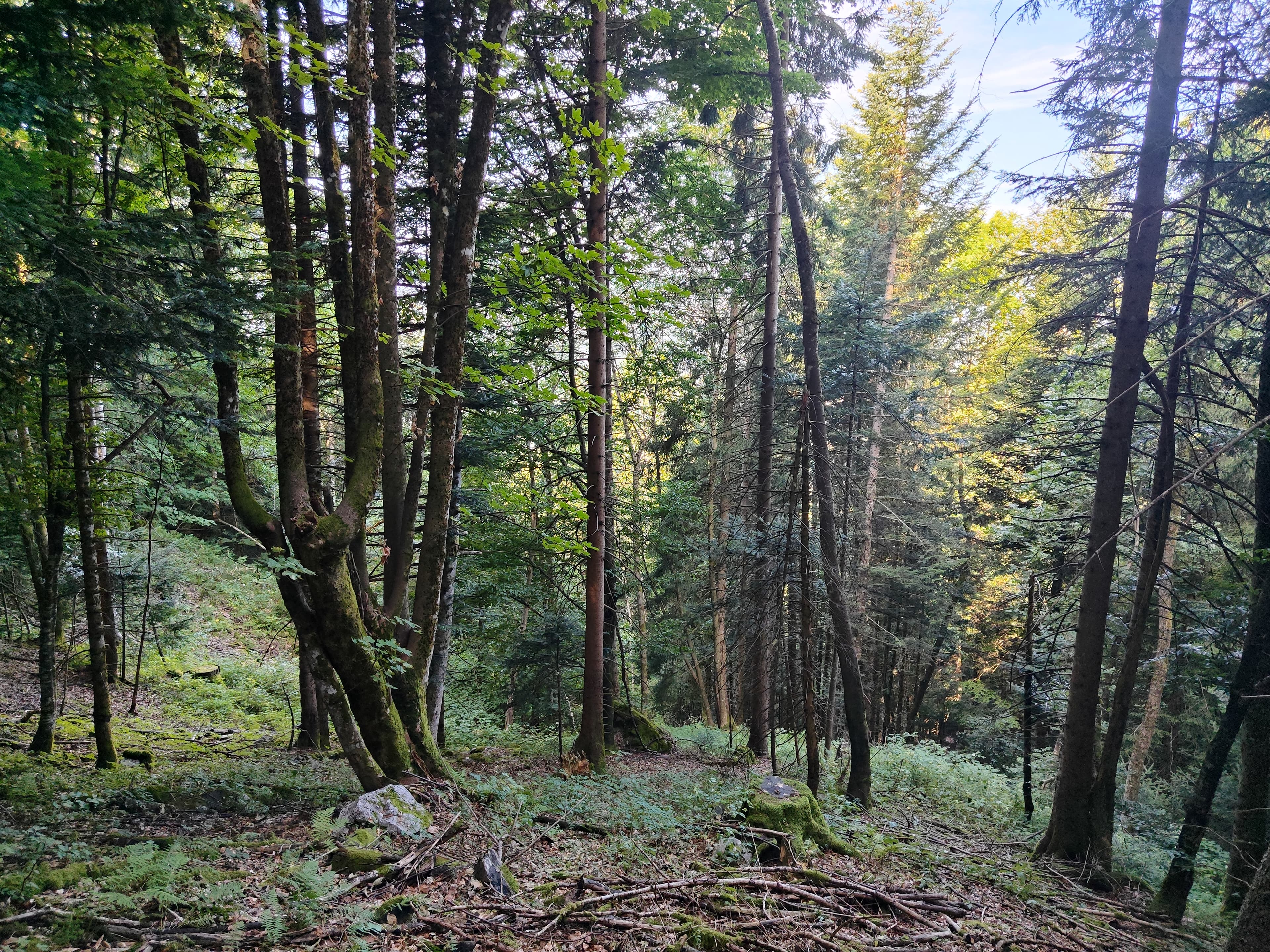 Forêt - 0.1 ha - La Motte-en-Bauges - Image 2