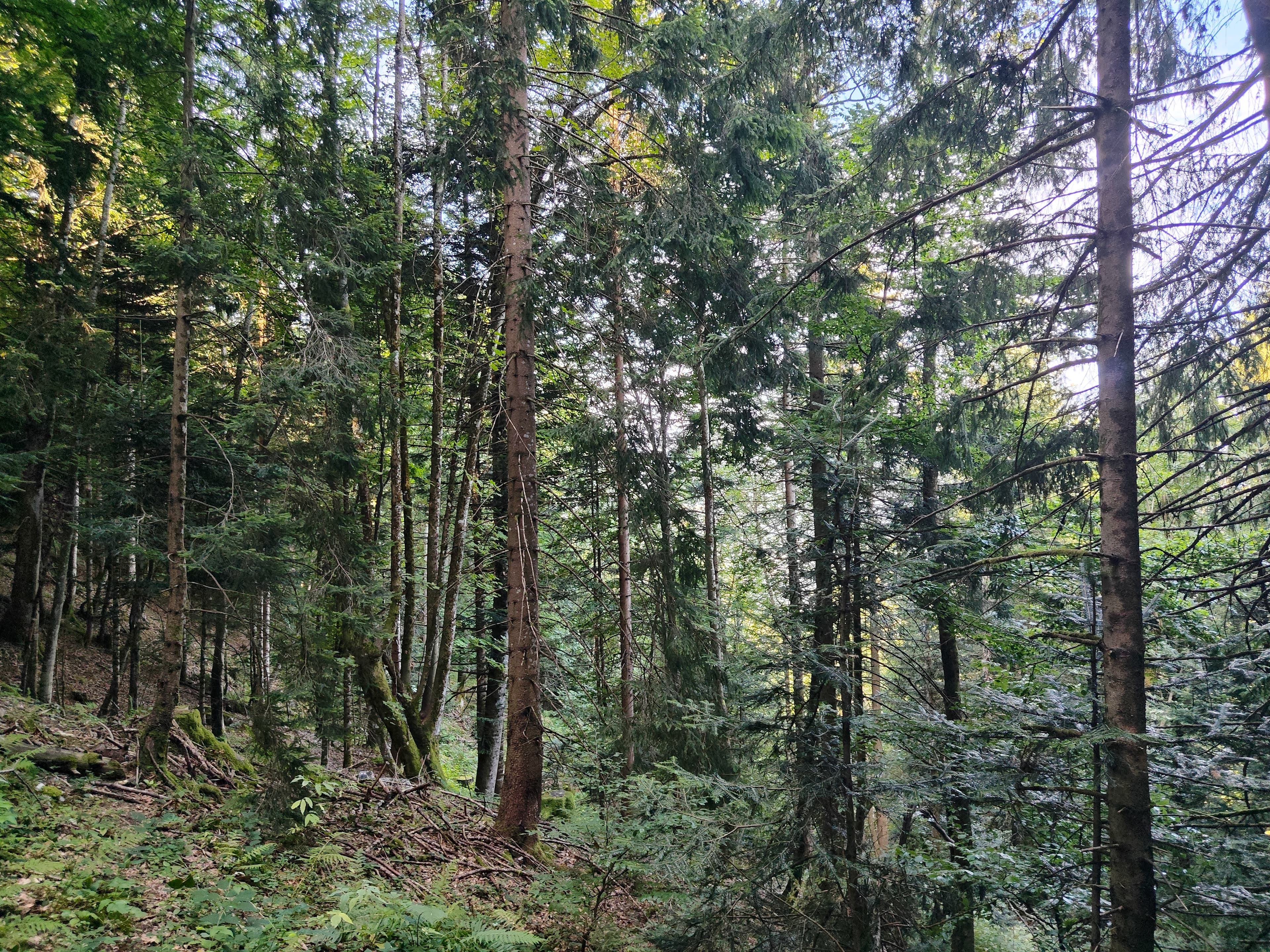 Forêt - 0.7 ha - La Motte-en-Bauges - Image 2