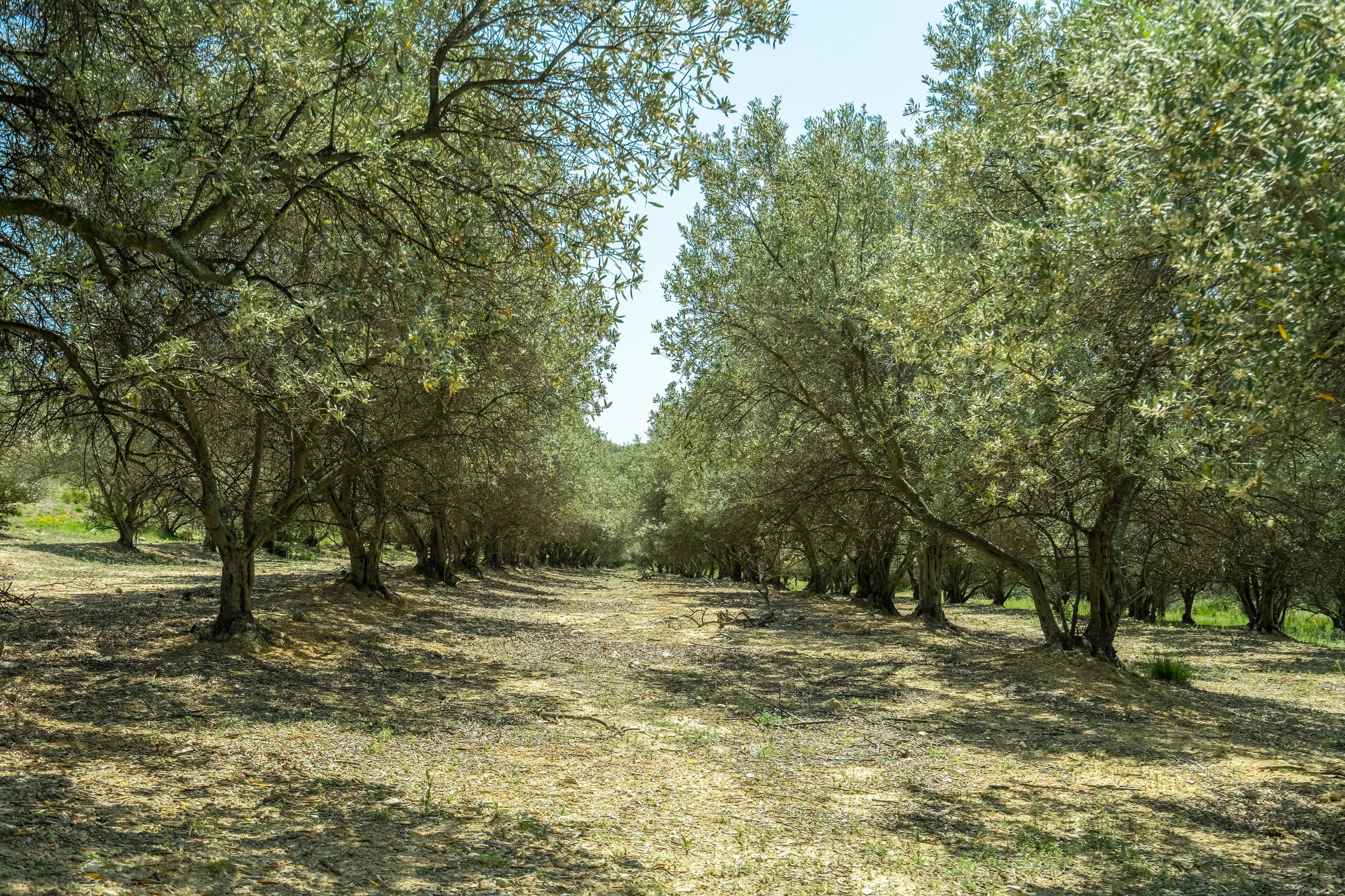 Terres agricoles - 36.9 ha - 13880 - Image 2