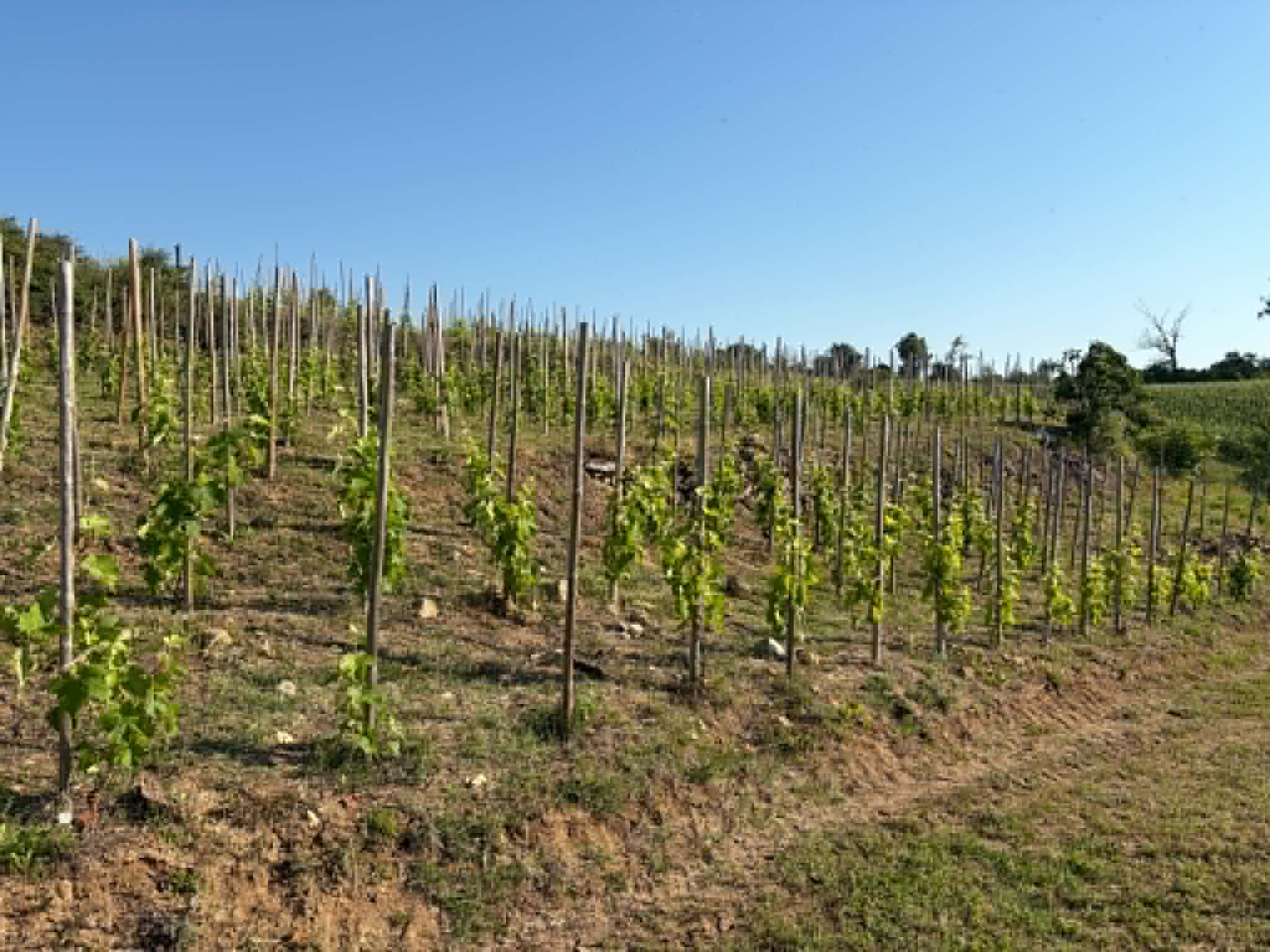 Terres agricoles - 1.2 ha - Talencieux - Image 4