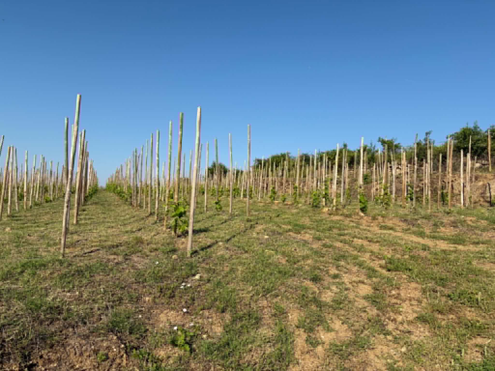 Terres agricoles - 1.2 ha - Talencieux - Image 2