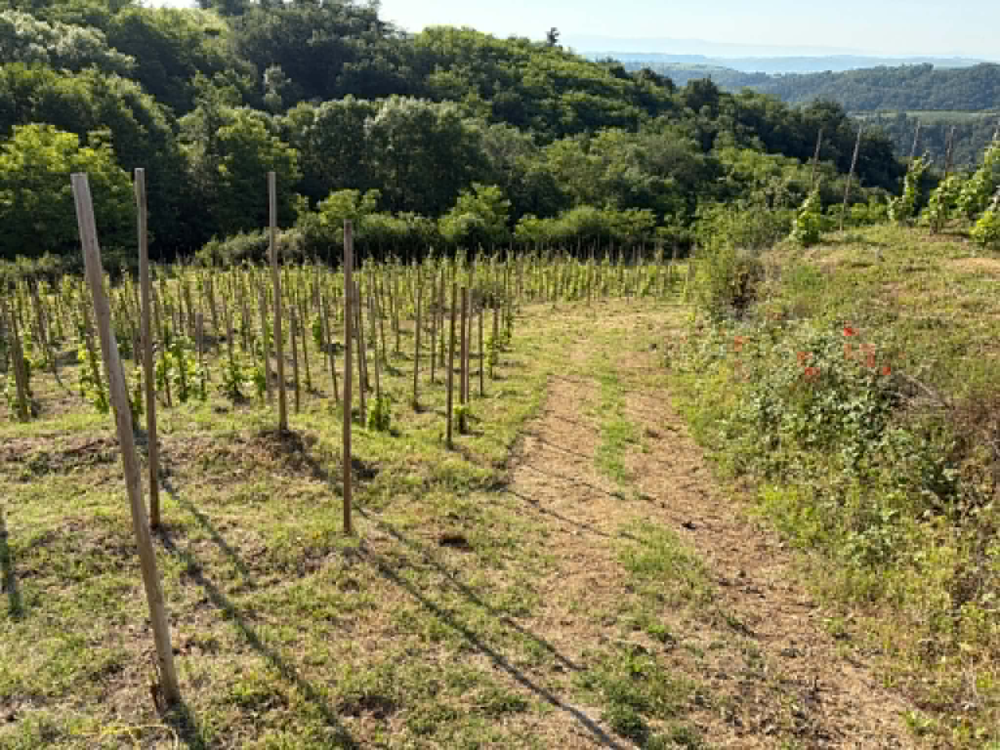 Terres agricoles - 1.2 ha - Talencieux - Image 7