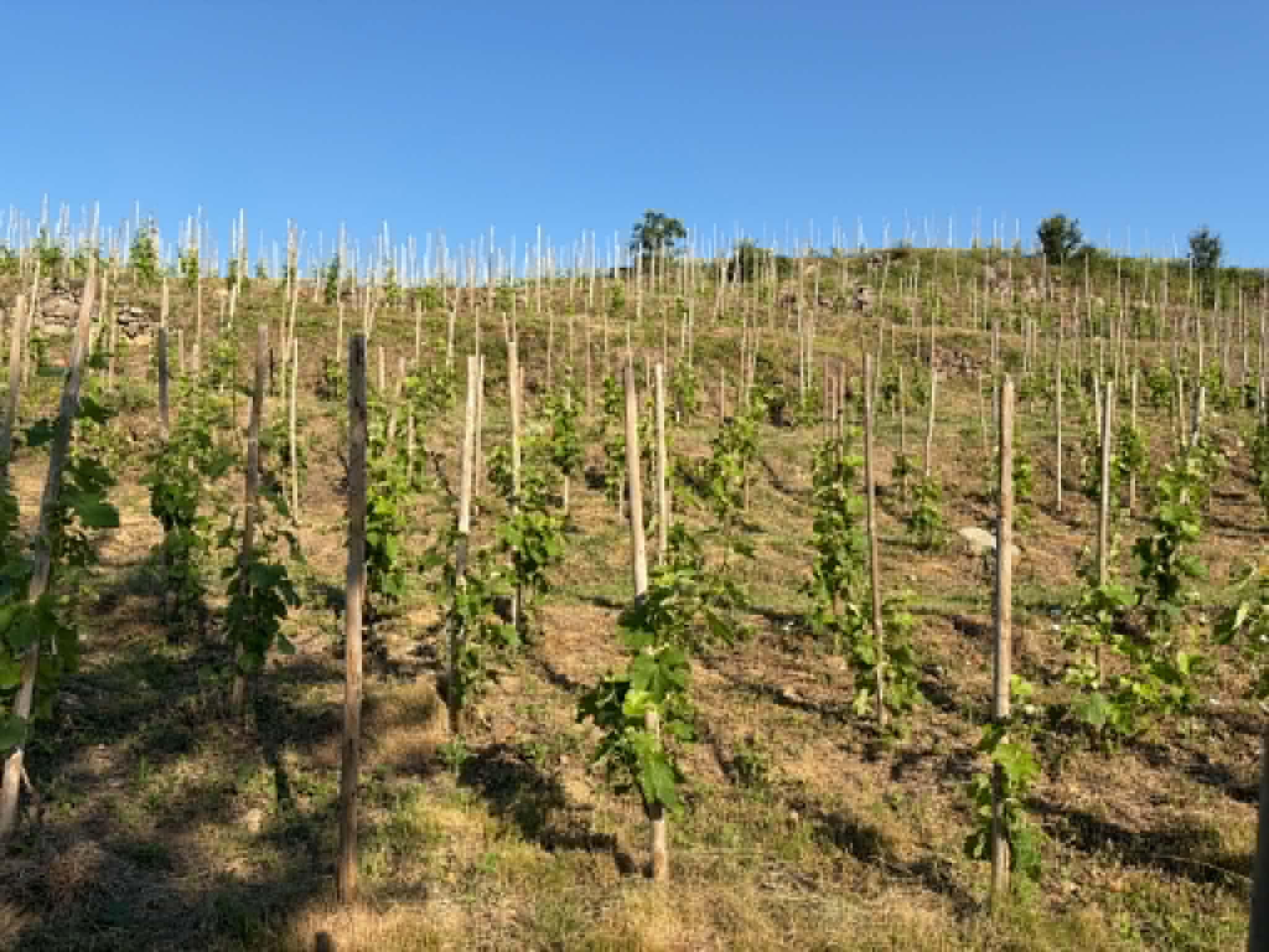 Terres agricoles - 1.2 ha - Talencieux - Image 8