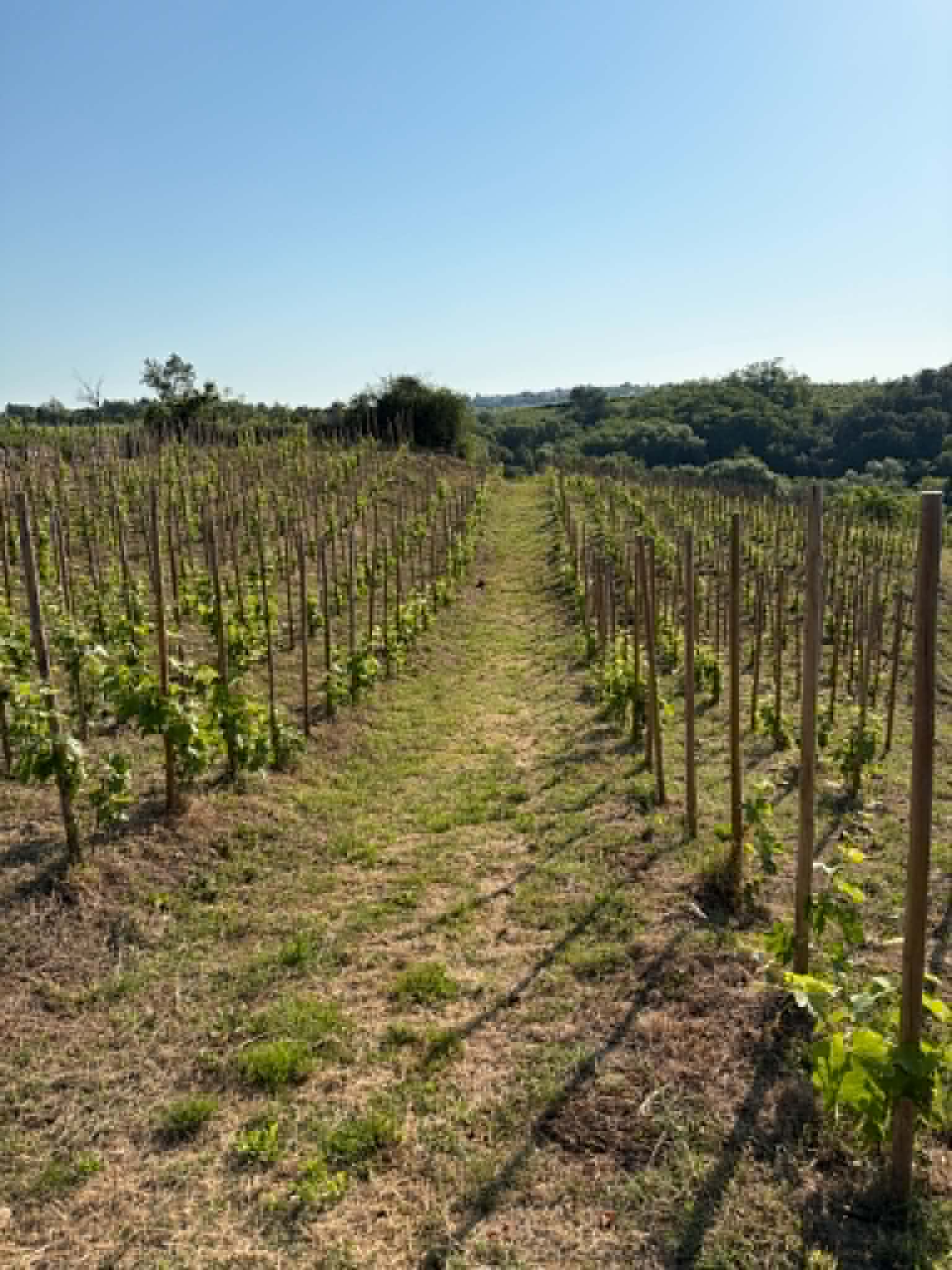Terres agricoles - 1.2 ha - Talencieux - Image 10