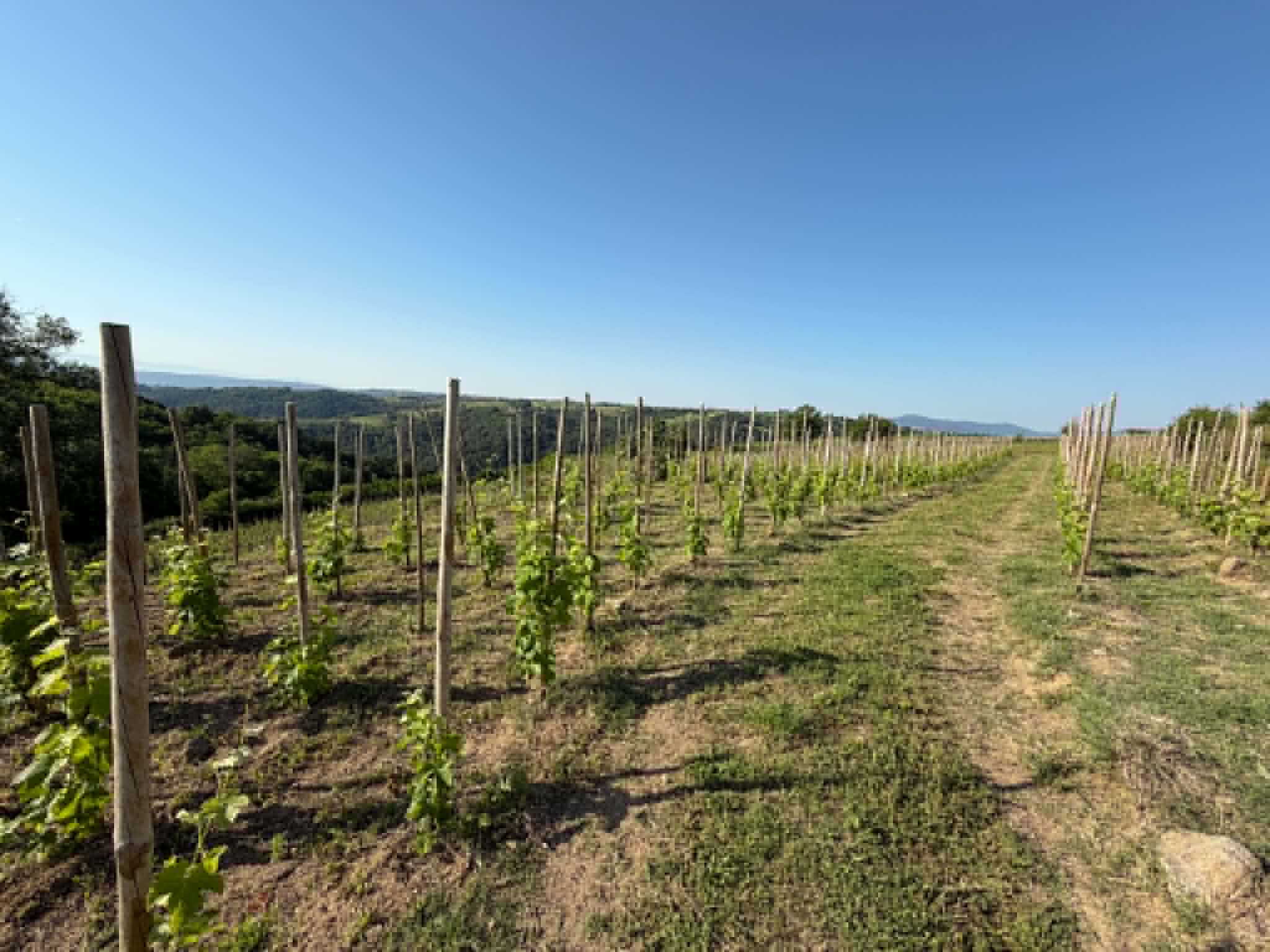 Terres agricoles - 1.2 ha - Talencieux - Image 3