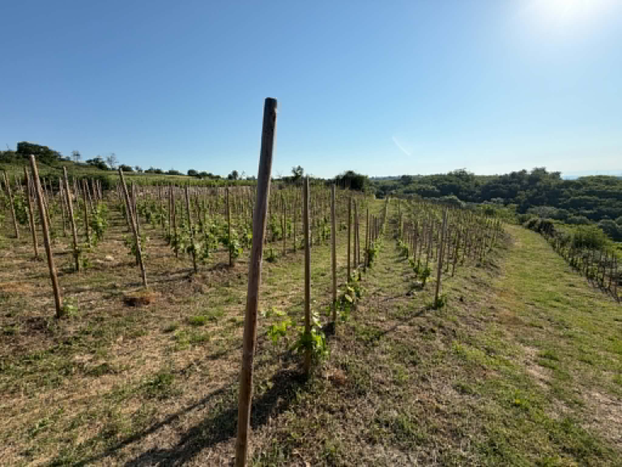 Terres agricoles - 1.2 ha - Talencieux - Image 11