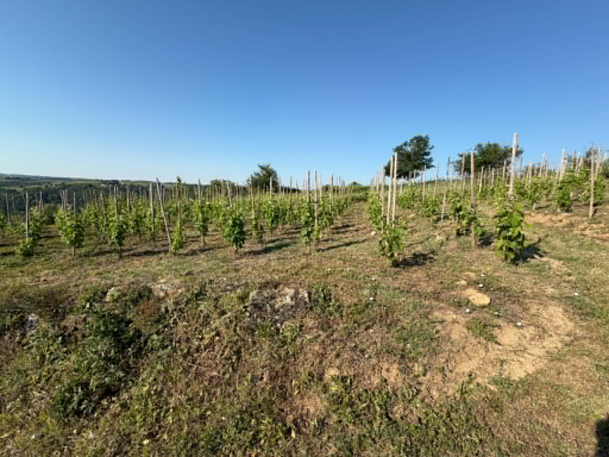 Terres agricoles - 1.2 ha - Talencieux - Image 6