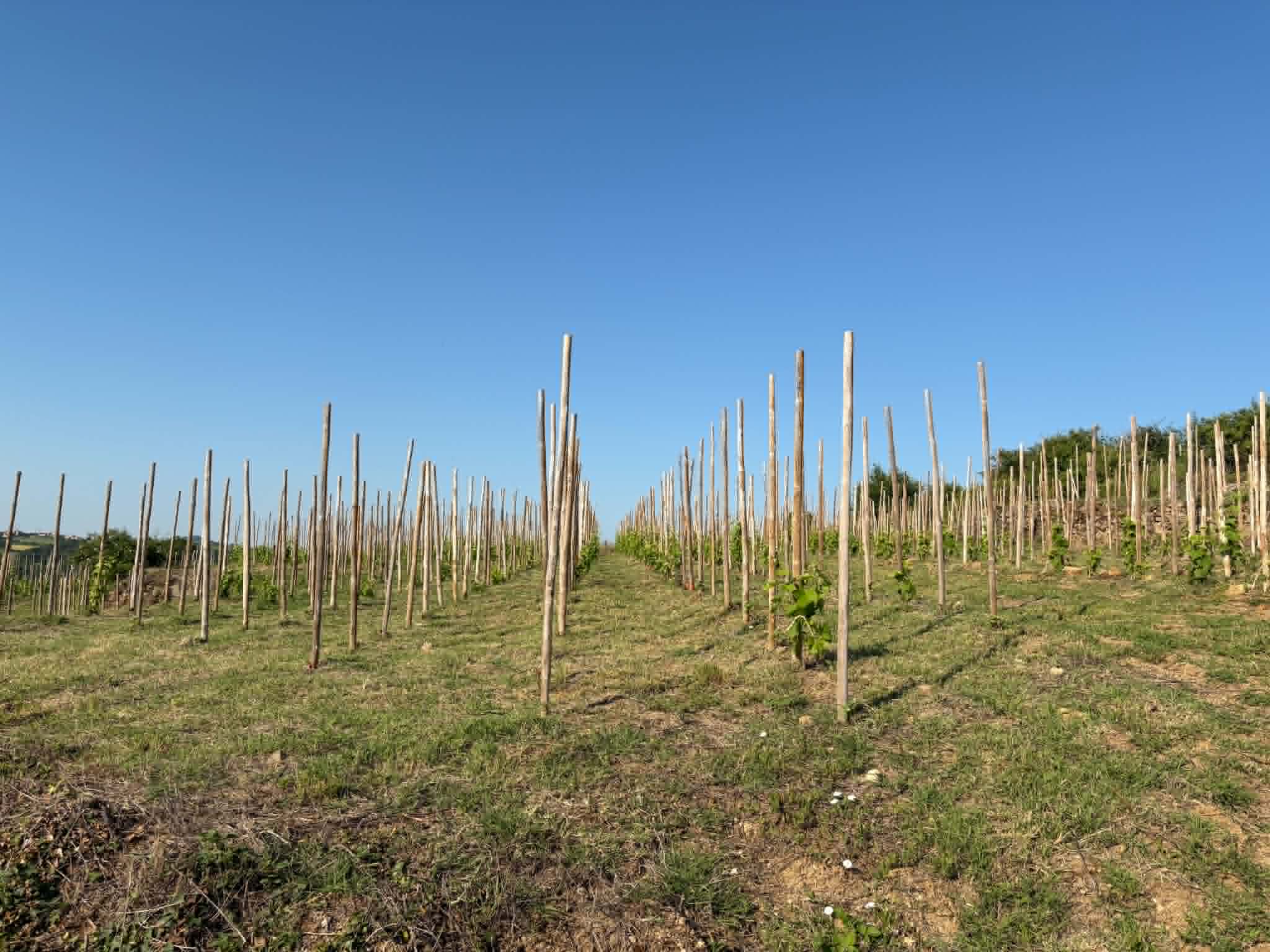 Terres agricoles - 1.2 ha - Talencieux