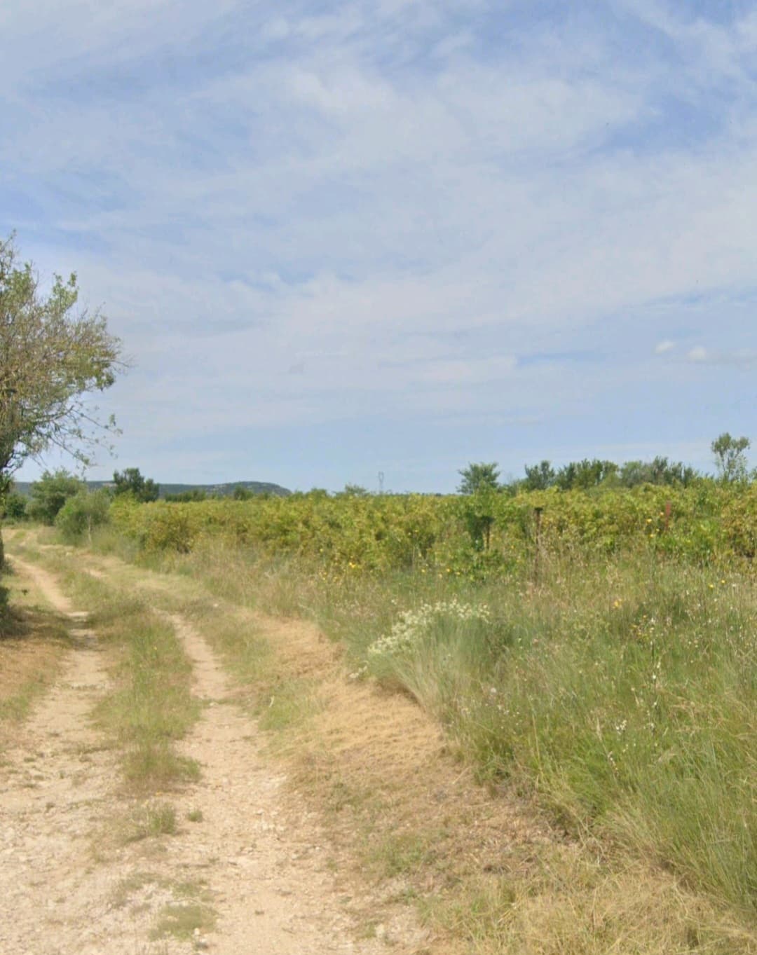 Vignoble - 0.7 ha - Salinelles
