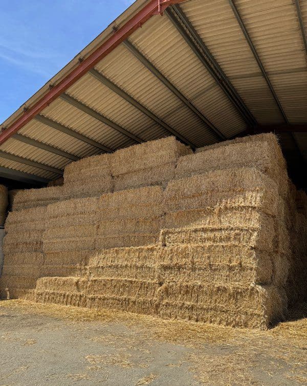 Paille de blé , récolte 2026 disponible
