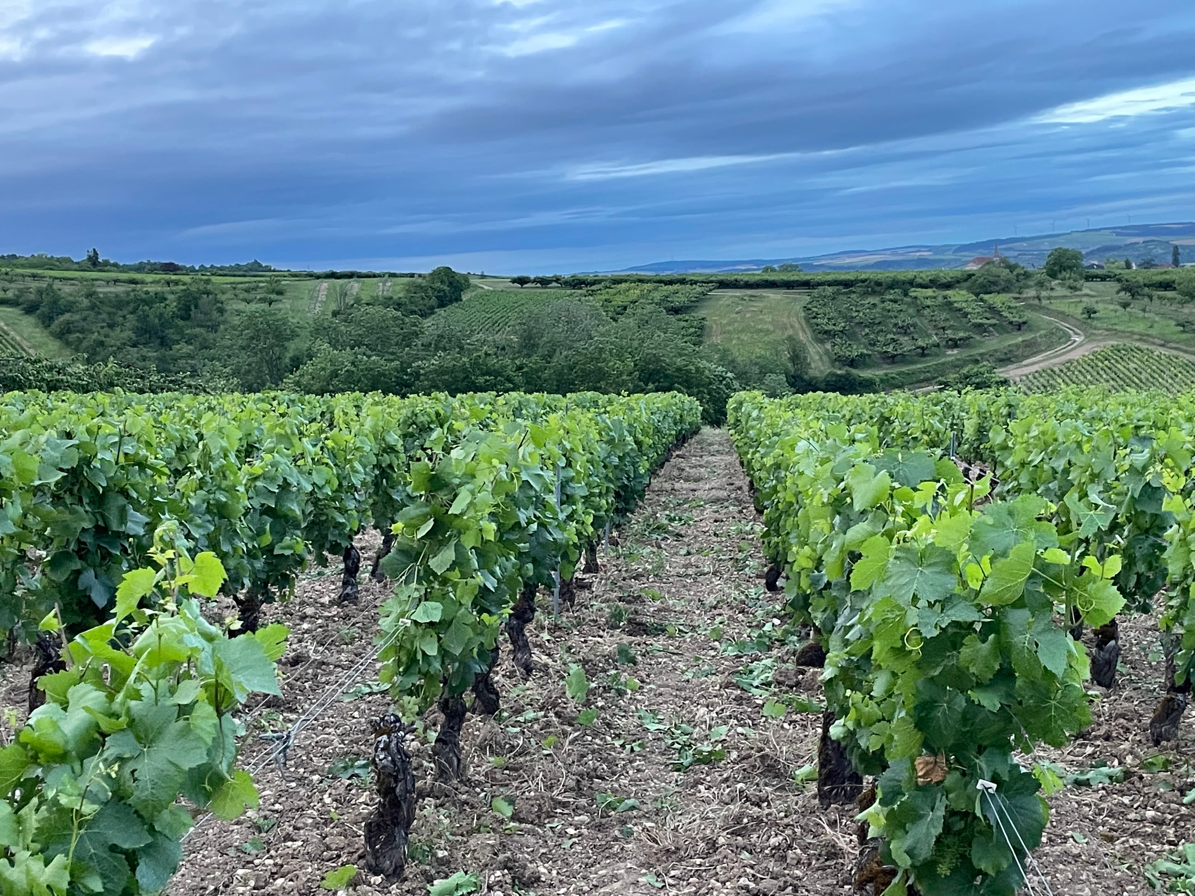 Terres agricoles - 11 ha - Coulanges-la-Vineuse