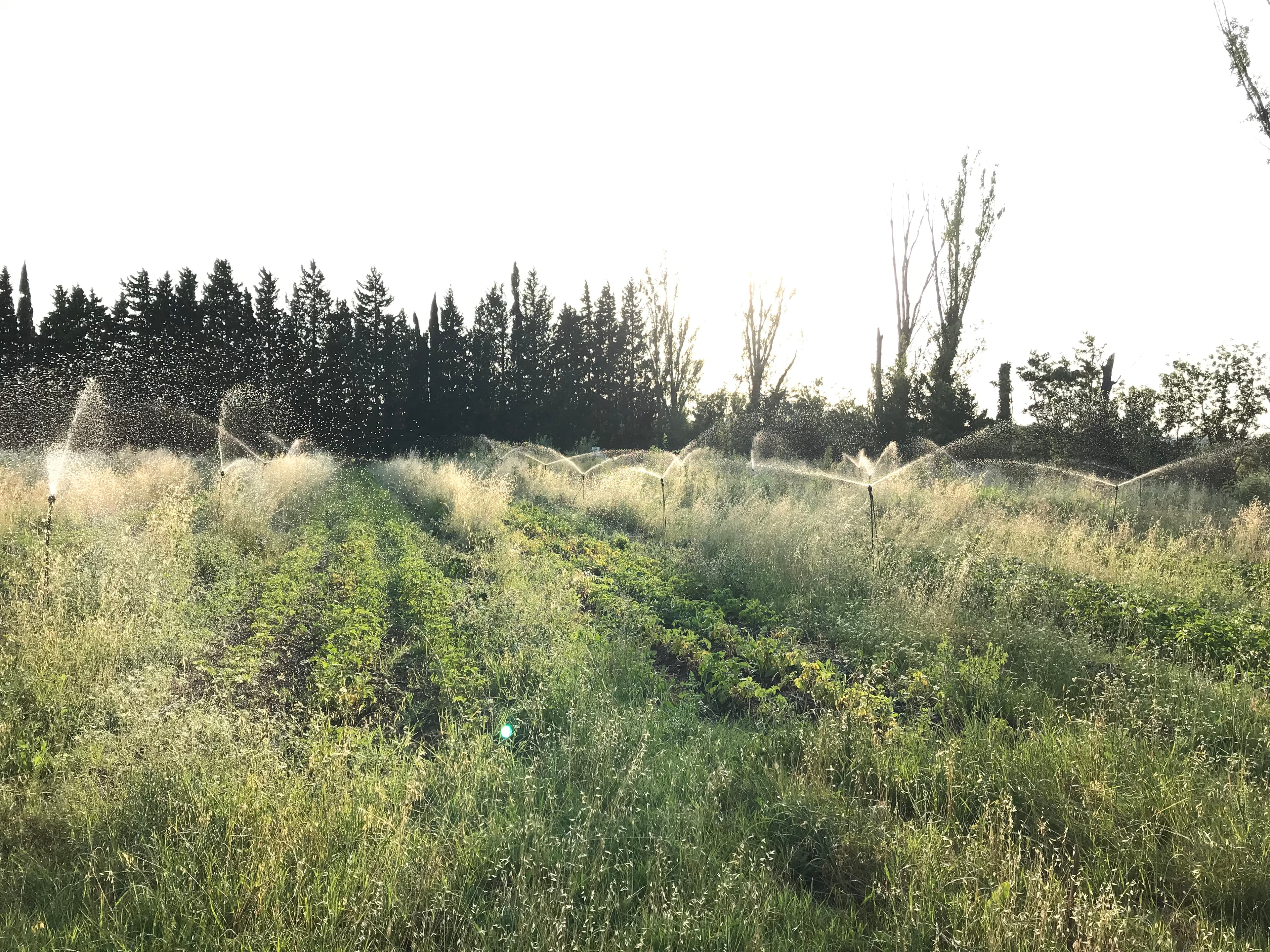 Terres maraîchères - 3.7 ha - Avignon · 2 DPB inclus - Image 3