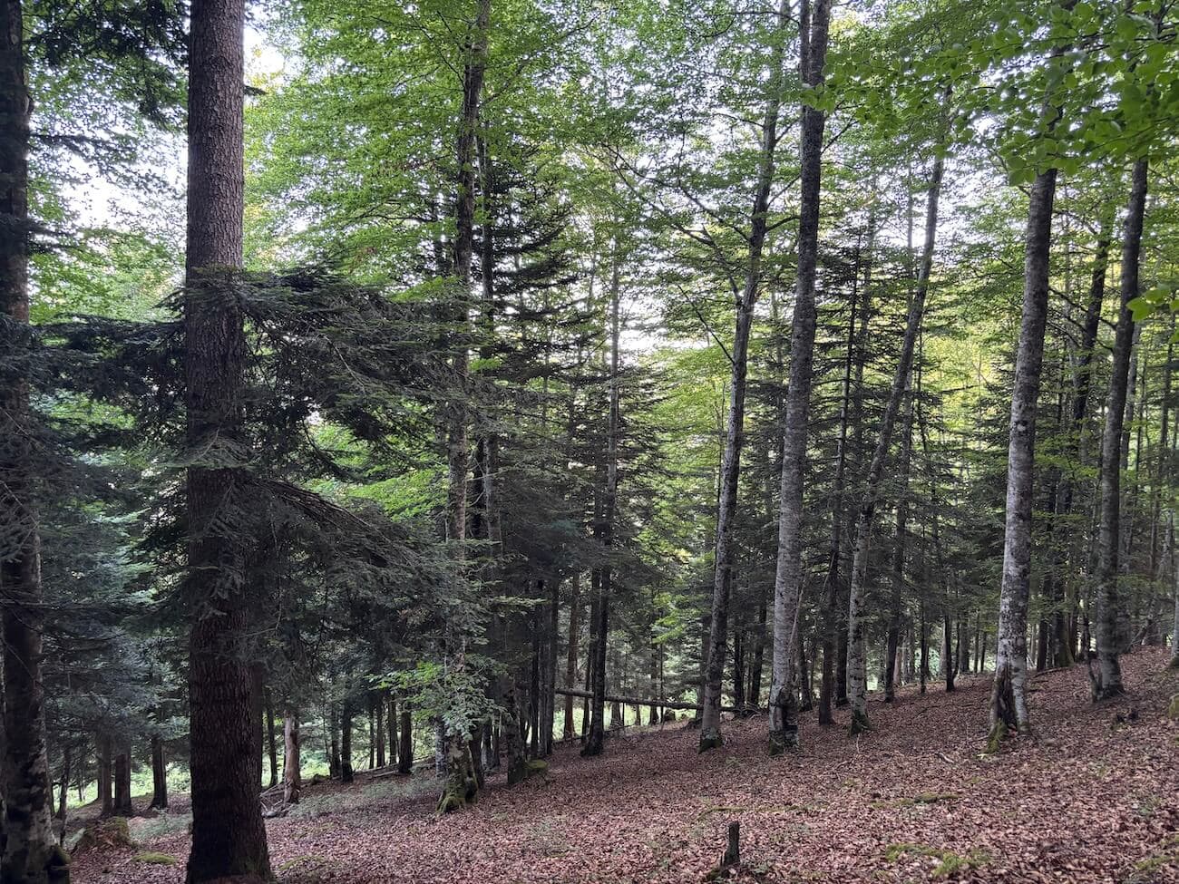 Remarquable forêt mixte au cœur des Hautes-Pyrénées - Image 2