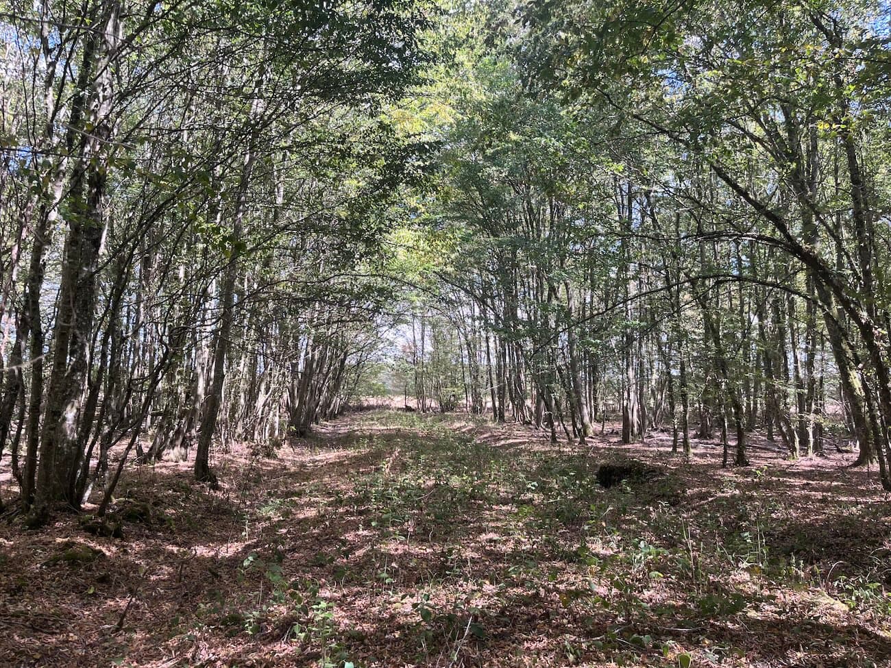 Belle forêt de feuillus de 33 ha - Image 12