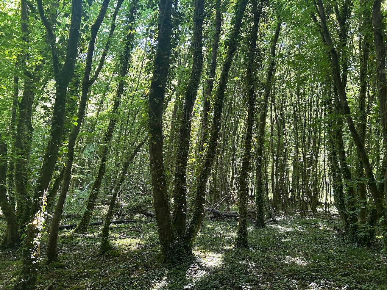FORET DE PRODUCTION DE CHENE - ALLIER - - Image 5