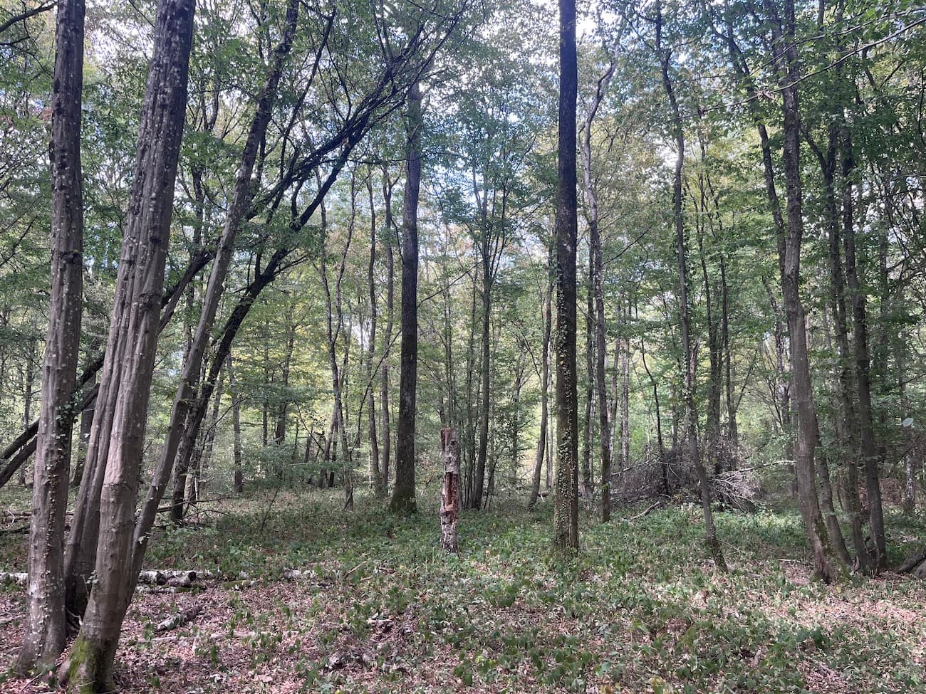 Belle forêt de feuillus de 33 ha - Image 4